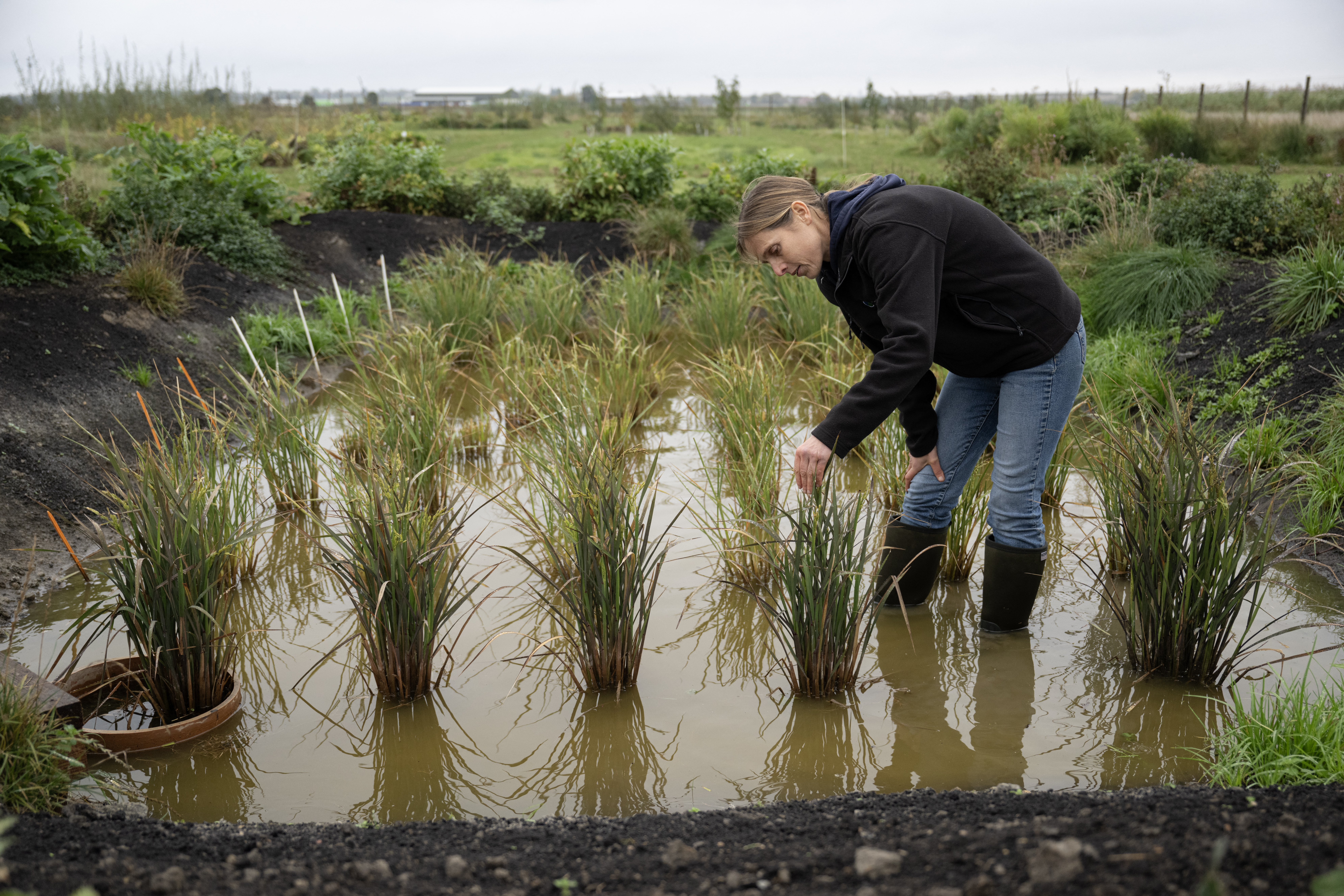 Dr Nadine Mitschunas, an ecologist at the UK Centre for Ecology and Hydrology, inspects a crop of various rice species being grown on a trial site in rewetted peat soils on the Cambridgeshire Fens