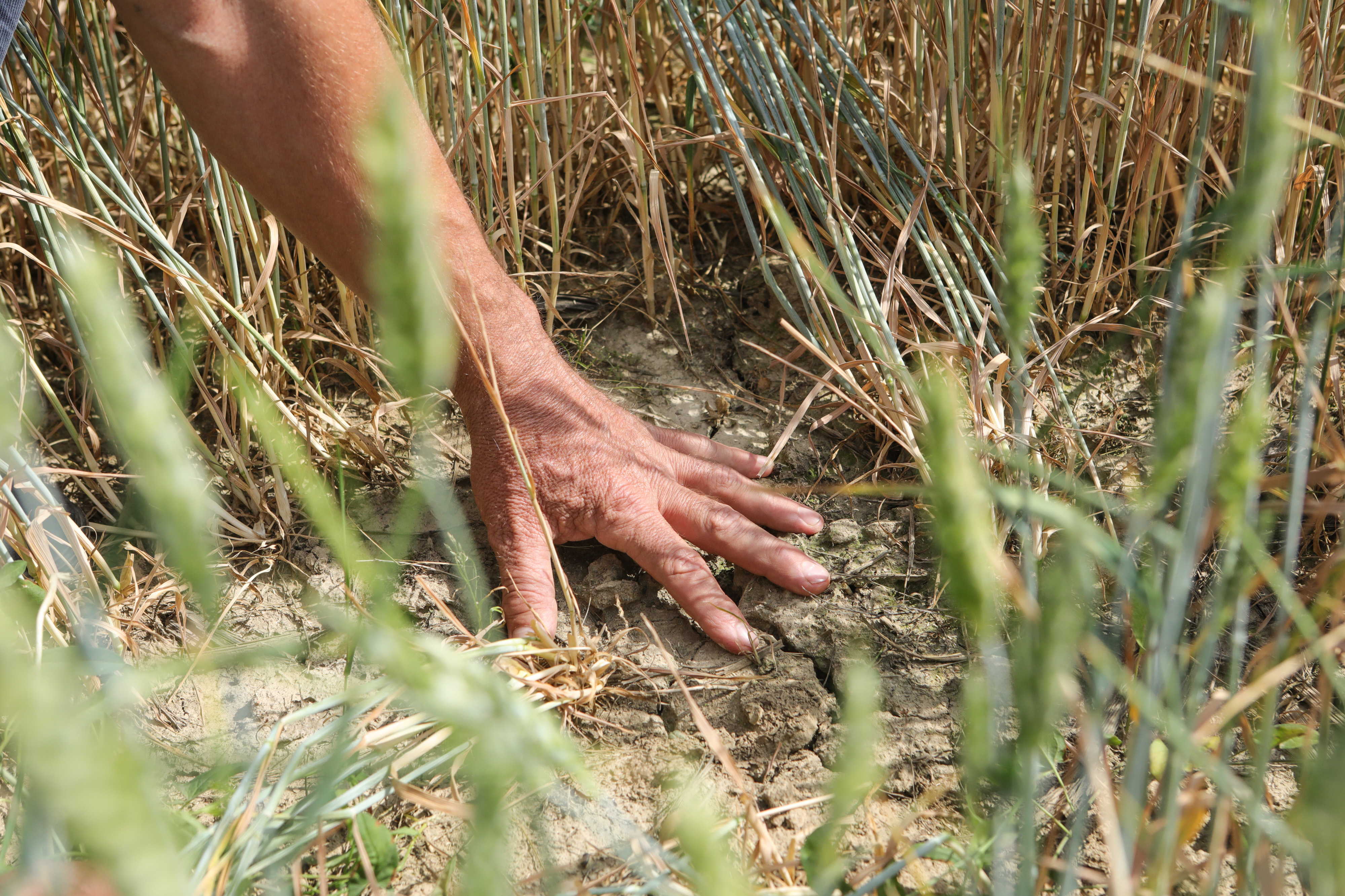 26.04.2022., Djakovo - Piskorevci - Mato Brlosic, clan Upravnog odbora Hrvatske poljoprivredne komore Photo: Dubravka Petric/PIXSELL