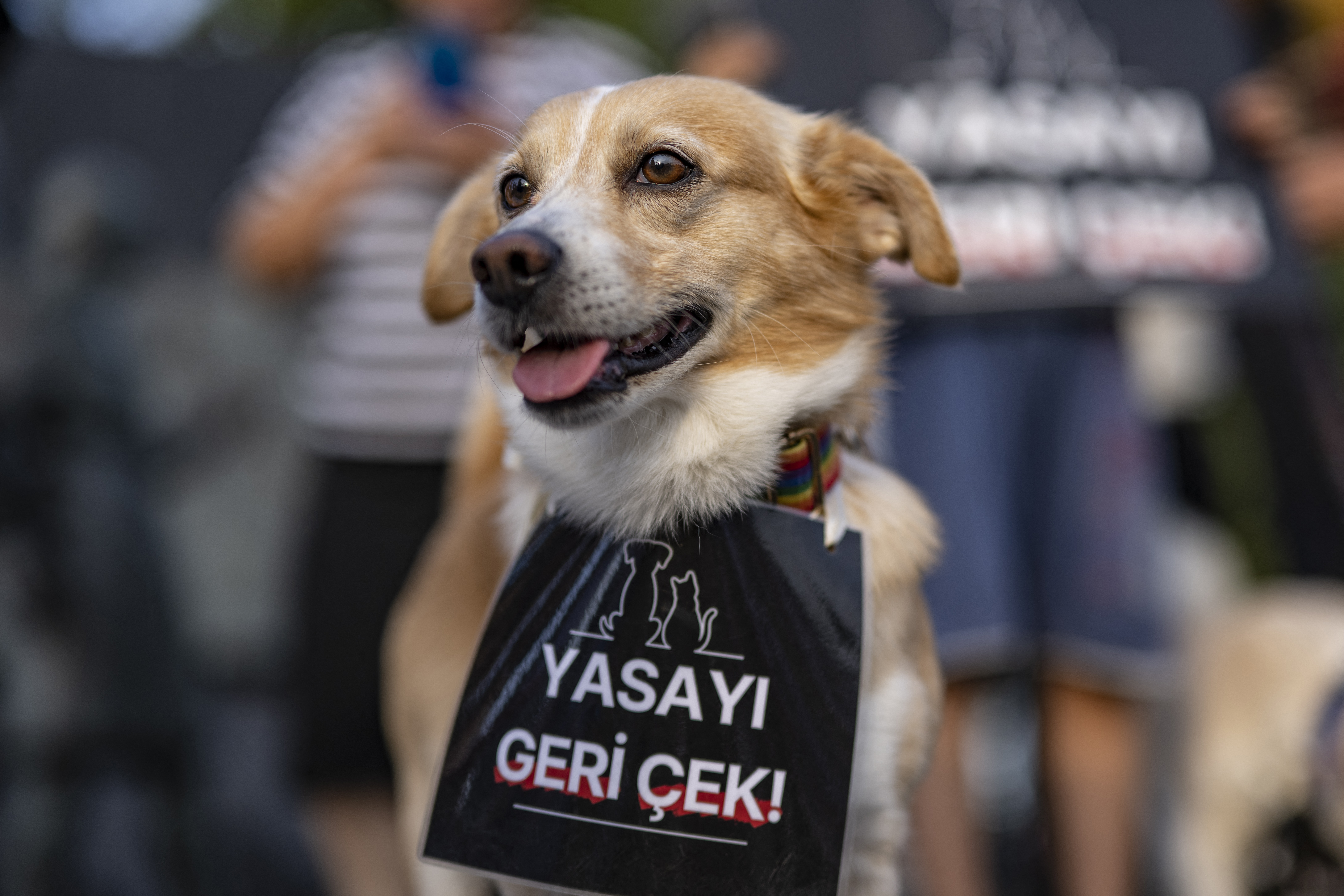 prosvjed, psi, turska