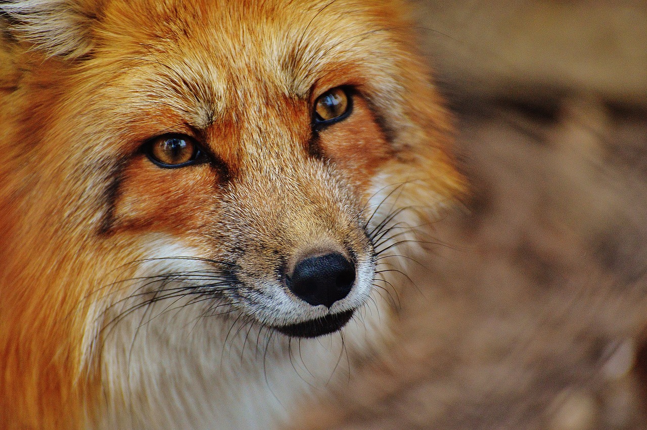 lisica, lisice, red fox