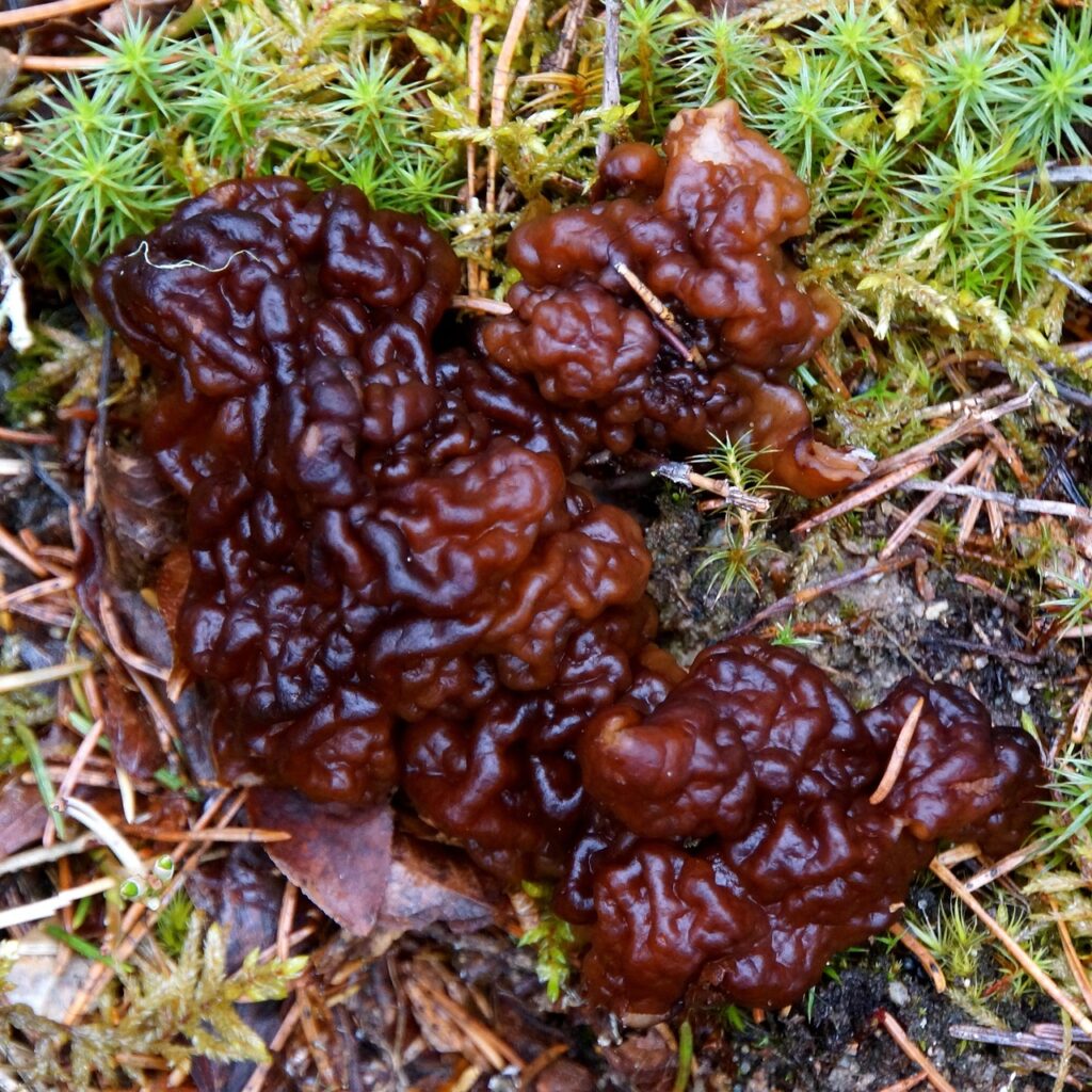1742814456-ear-fungus-344379_1280-1024x1024.jpg