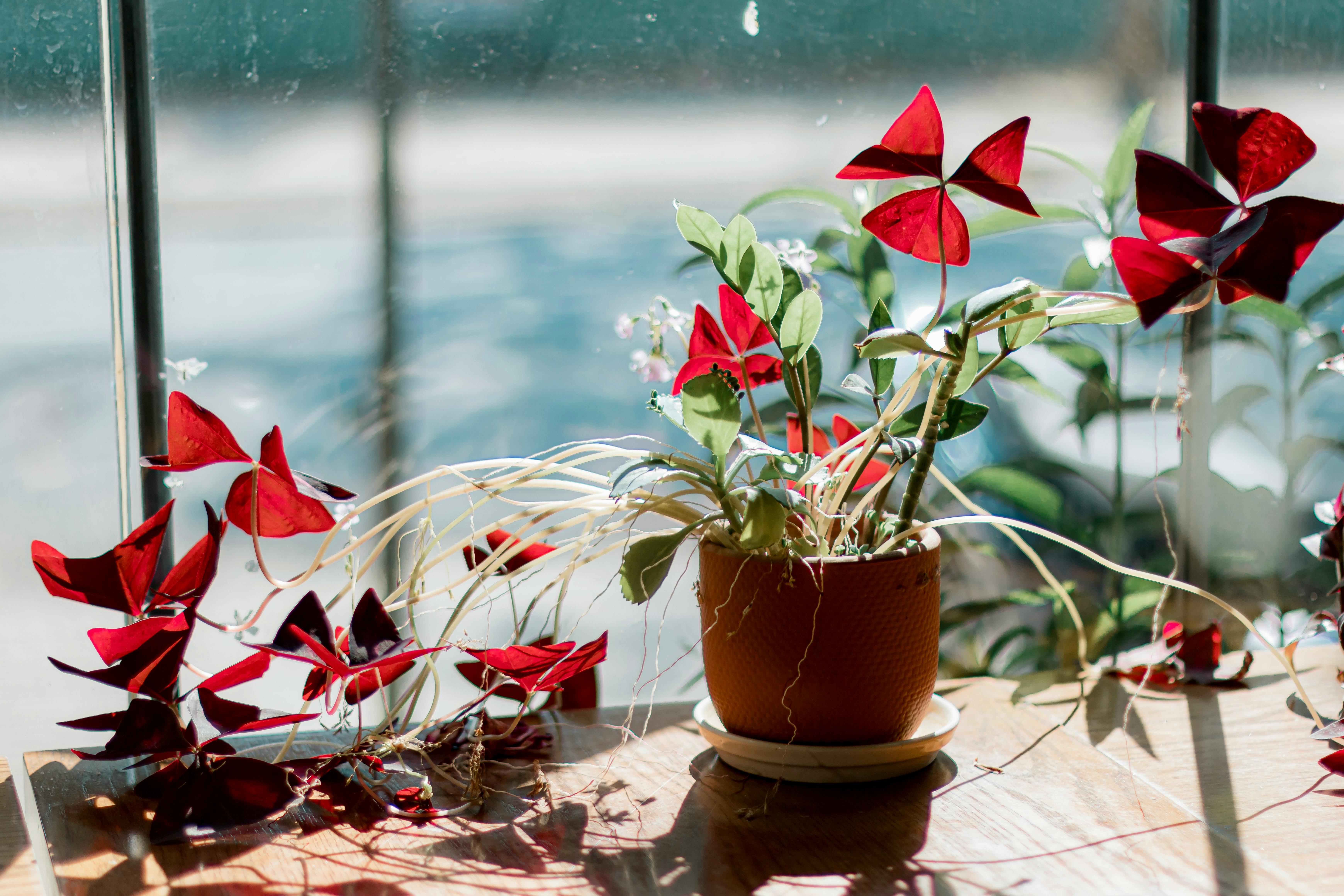 biljka, cvijeće, sobna biljka