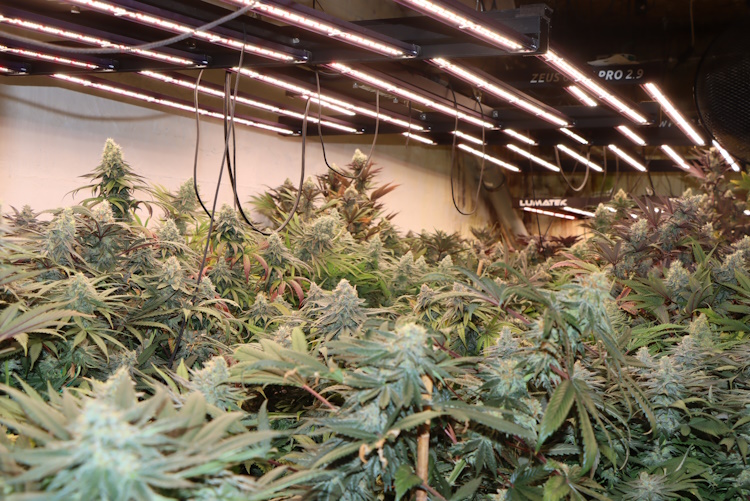 marihuana, stabljike, konoplja