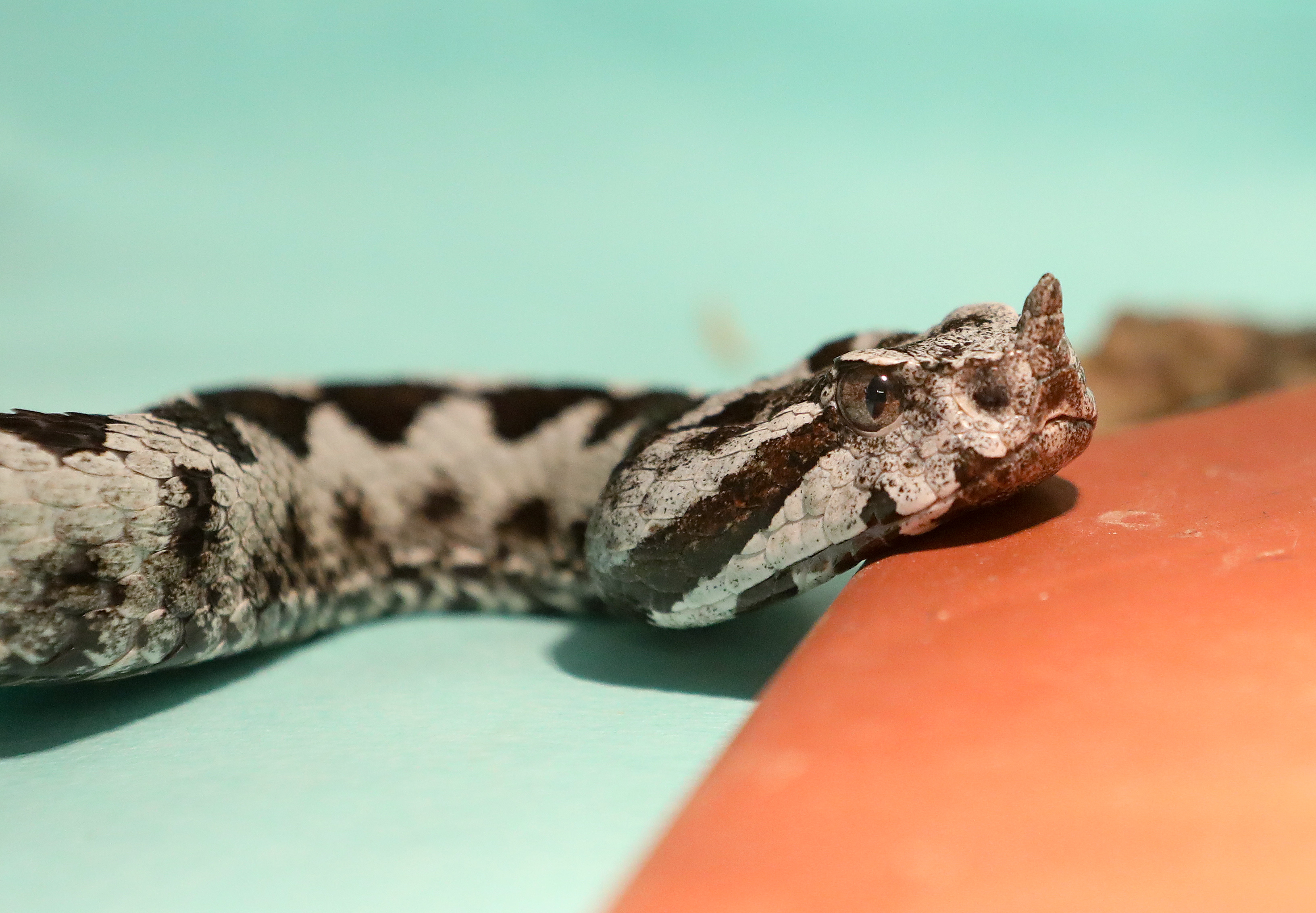 Sveta Nedelja: Imunološki zavod