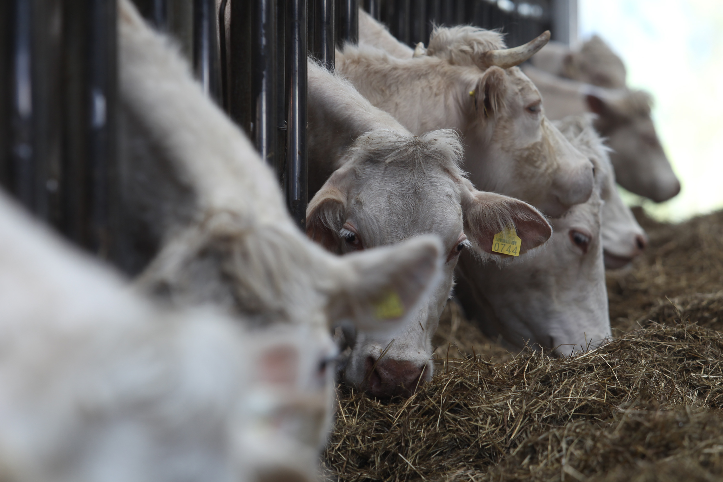 Zagreb: Aukcija goveda na poljoprivrednom dobru Agronomskog fakulteta