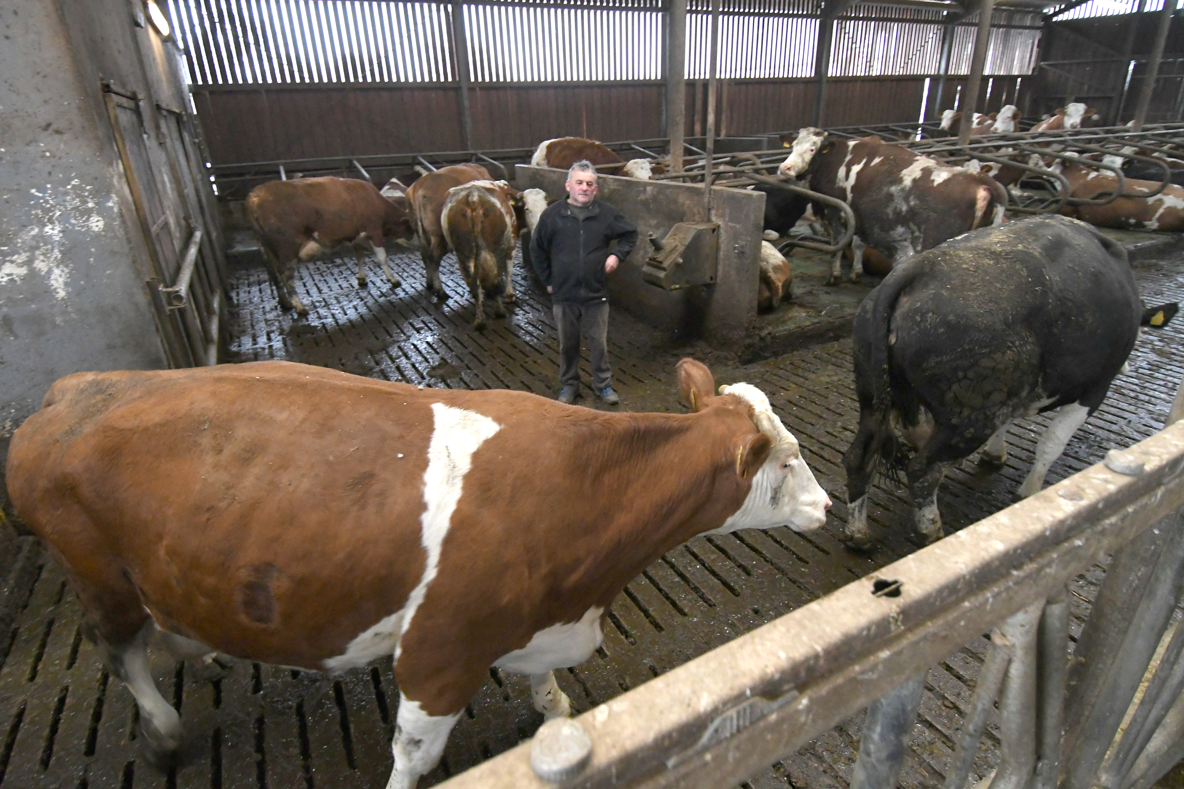 Donja Petrička: Četiri krave u OPG-u Miroslava Trgovca unutar nekoliko dana otelile su osam telića
