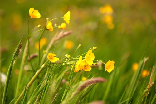 Close-up of yellow buttercups growing wild in long grass, bending in the wind, in South Wales, UK