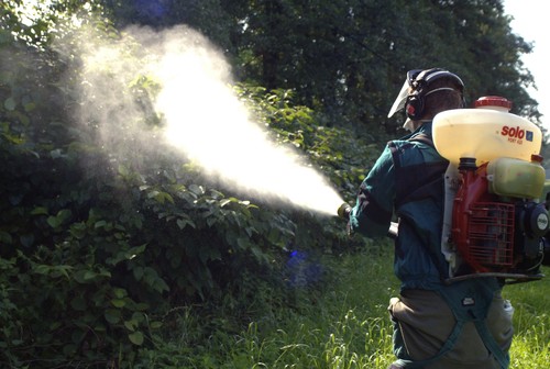 Křídlatka, rostlina, postřik