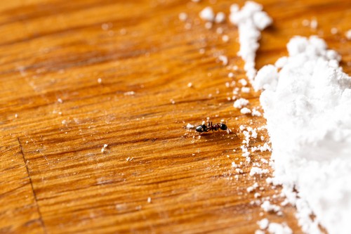 Bavaria, Germany - April 16, 2025: An ant on a countertop in the kitchen next to scattered white powder - symbol, or sym