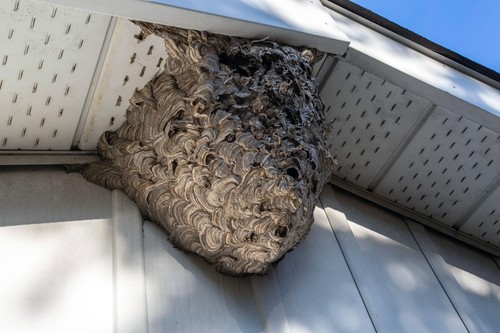 Baldfaced Hornets nest attached to house soffit, Meaford, Ontario, Canada