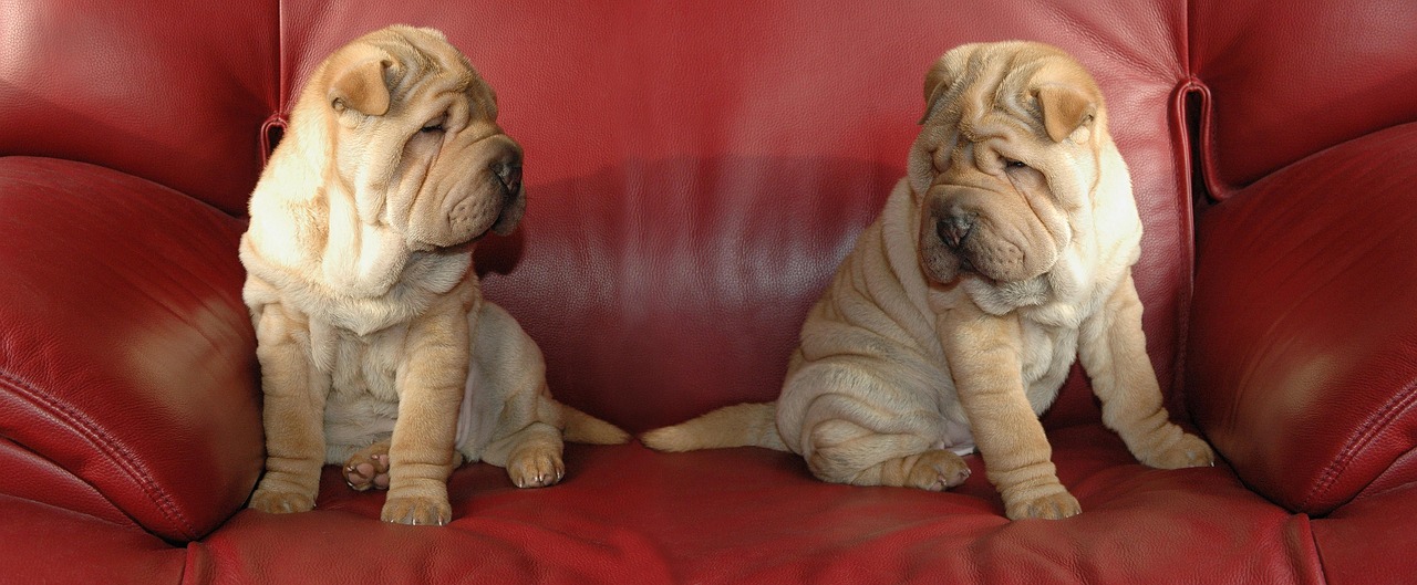 Shar-Pei