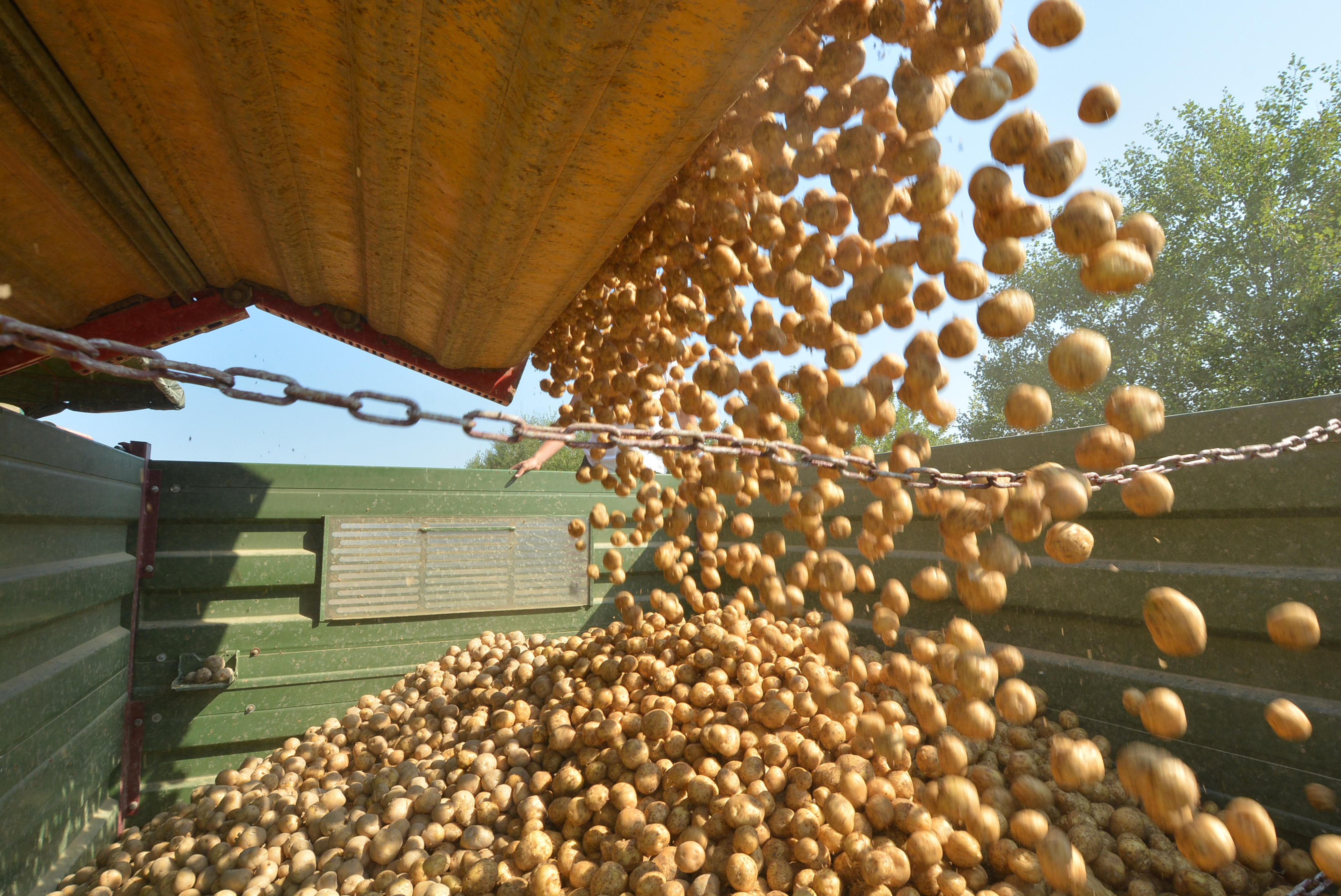 krumpir PXL_200717_17413004