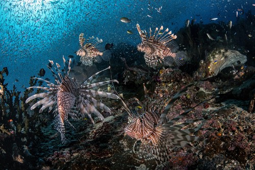 profimedia-0945521742