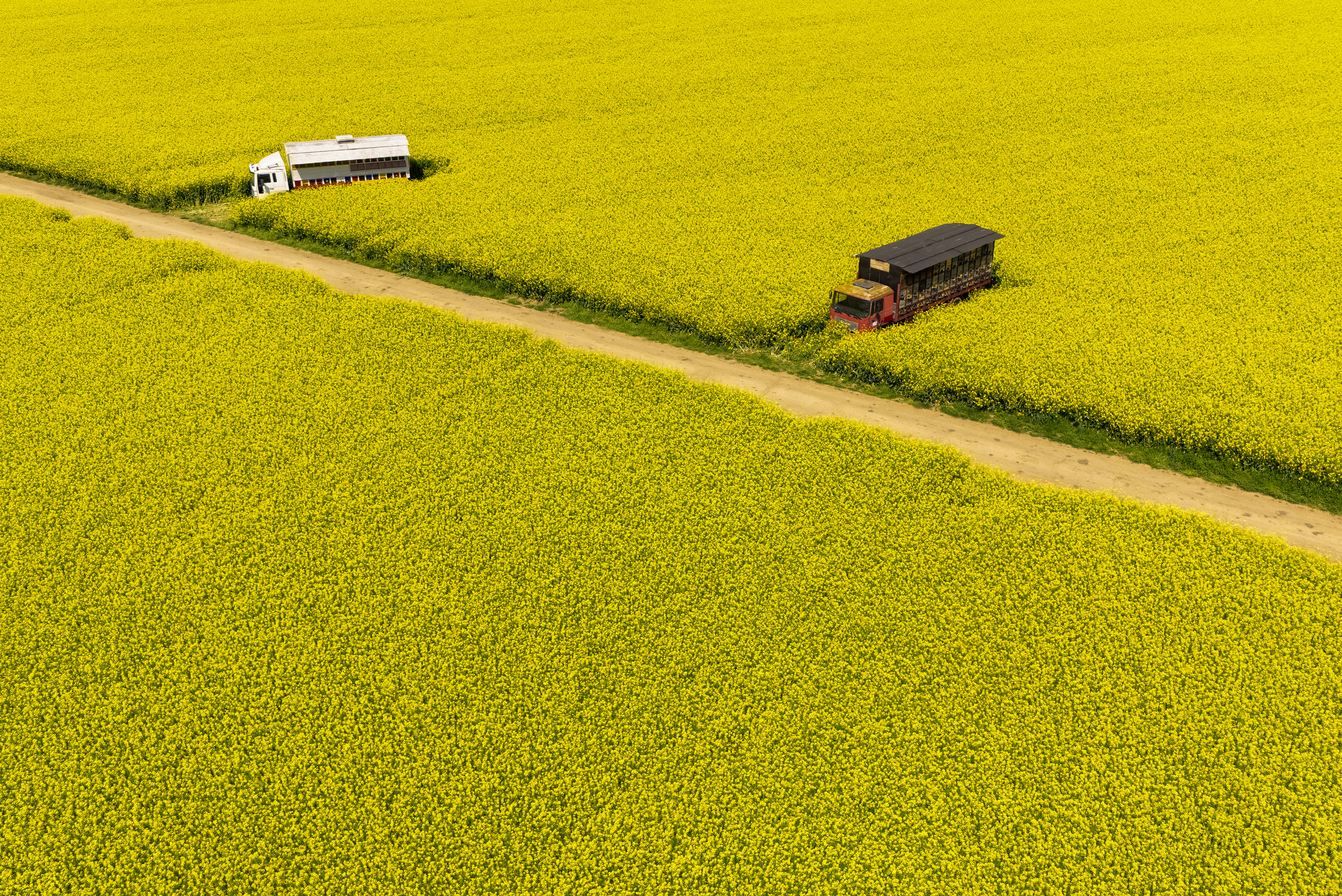 Polja uljane repice kod Osijeka  AUTOR