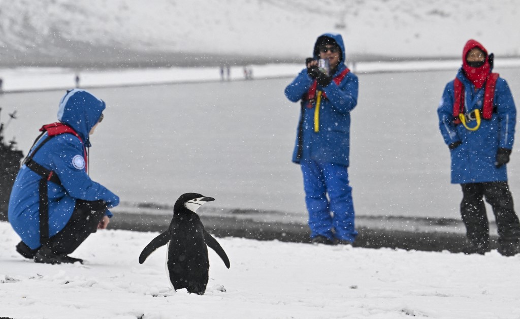 afp. antarktika pingvin