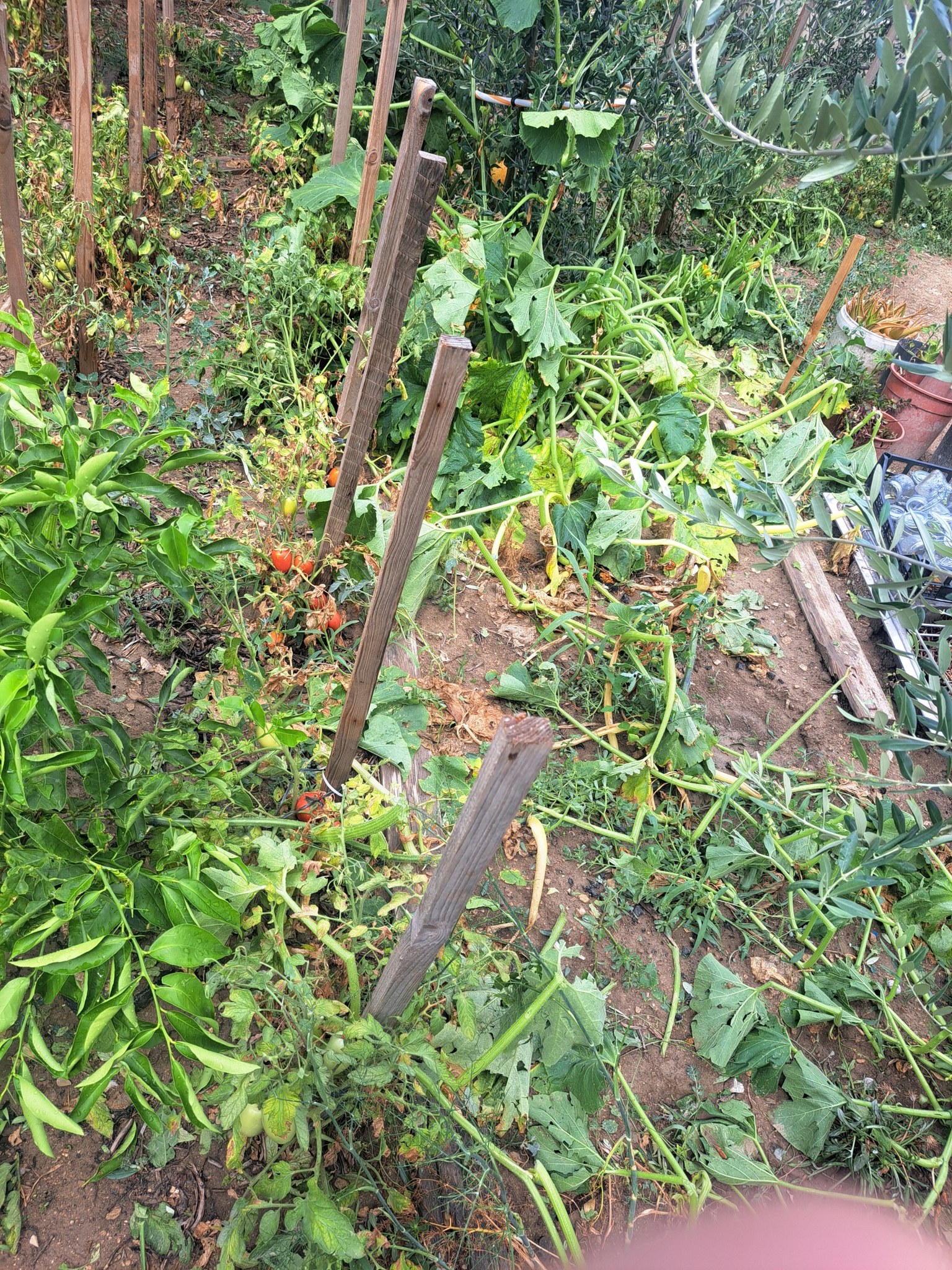 šteta nakon nevremena u Solinu.jpg