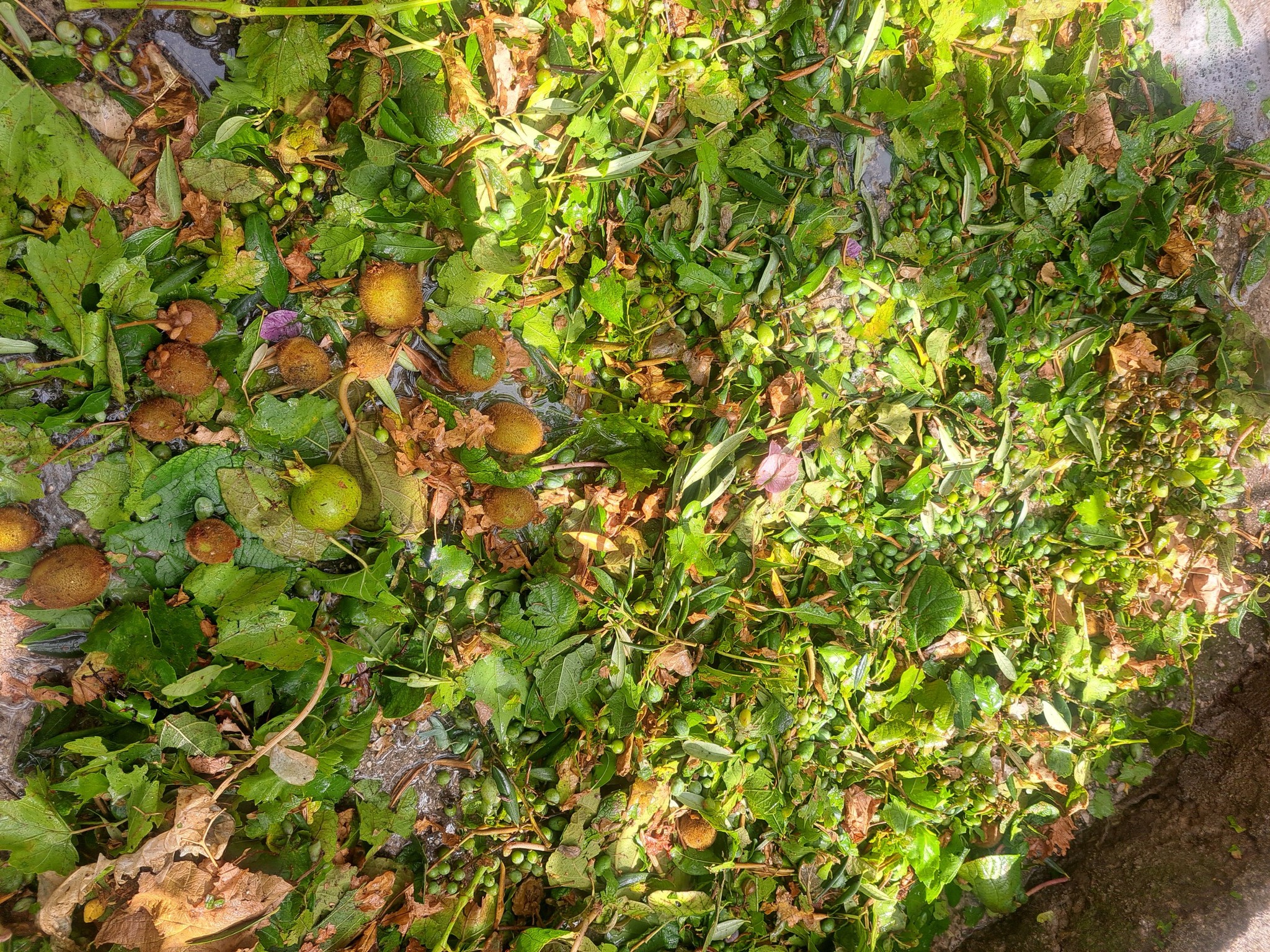 šteta nakon nevremena u Solinu.jpg