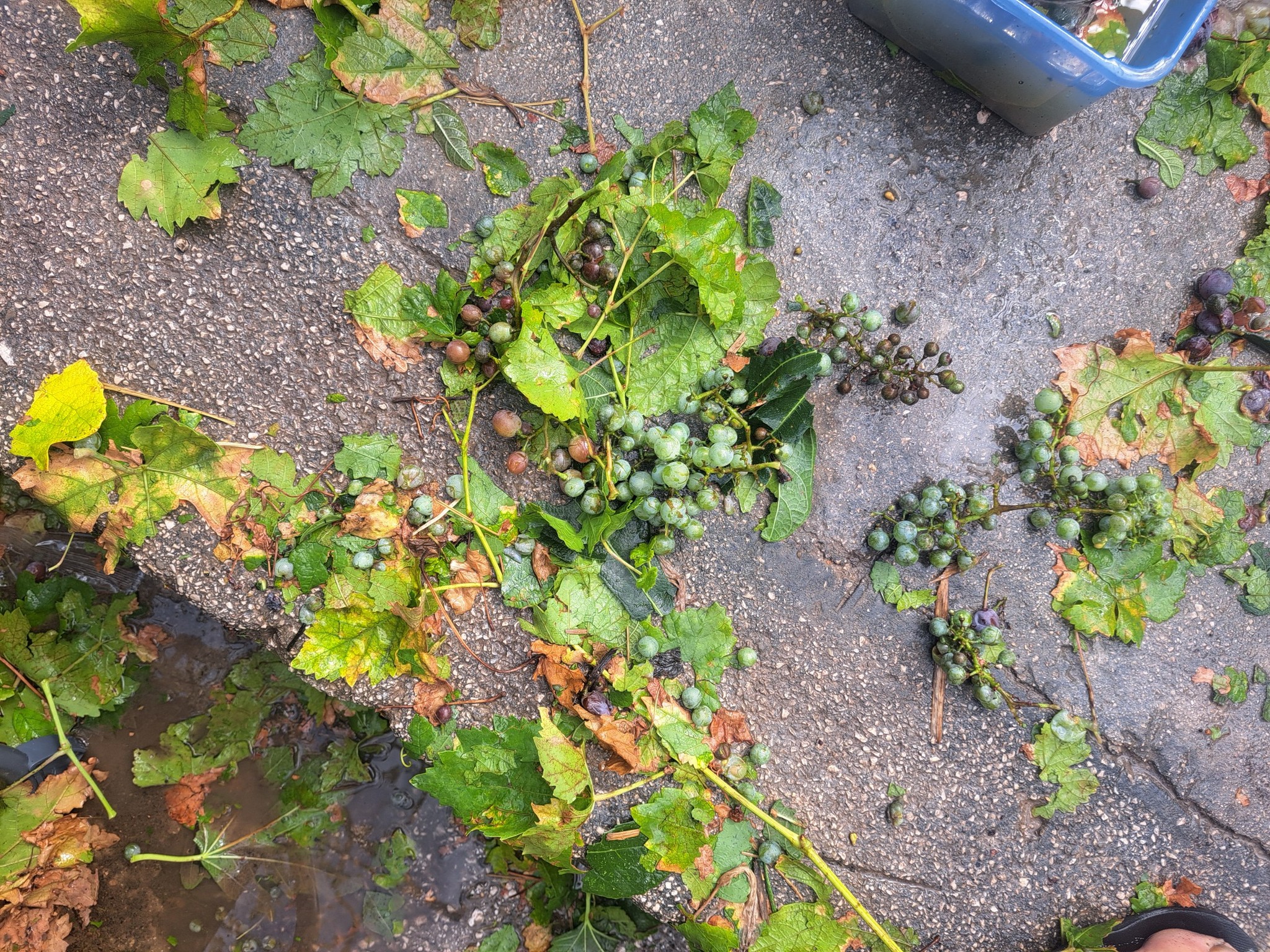 šteta nakon nevremena u Solinu