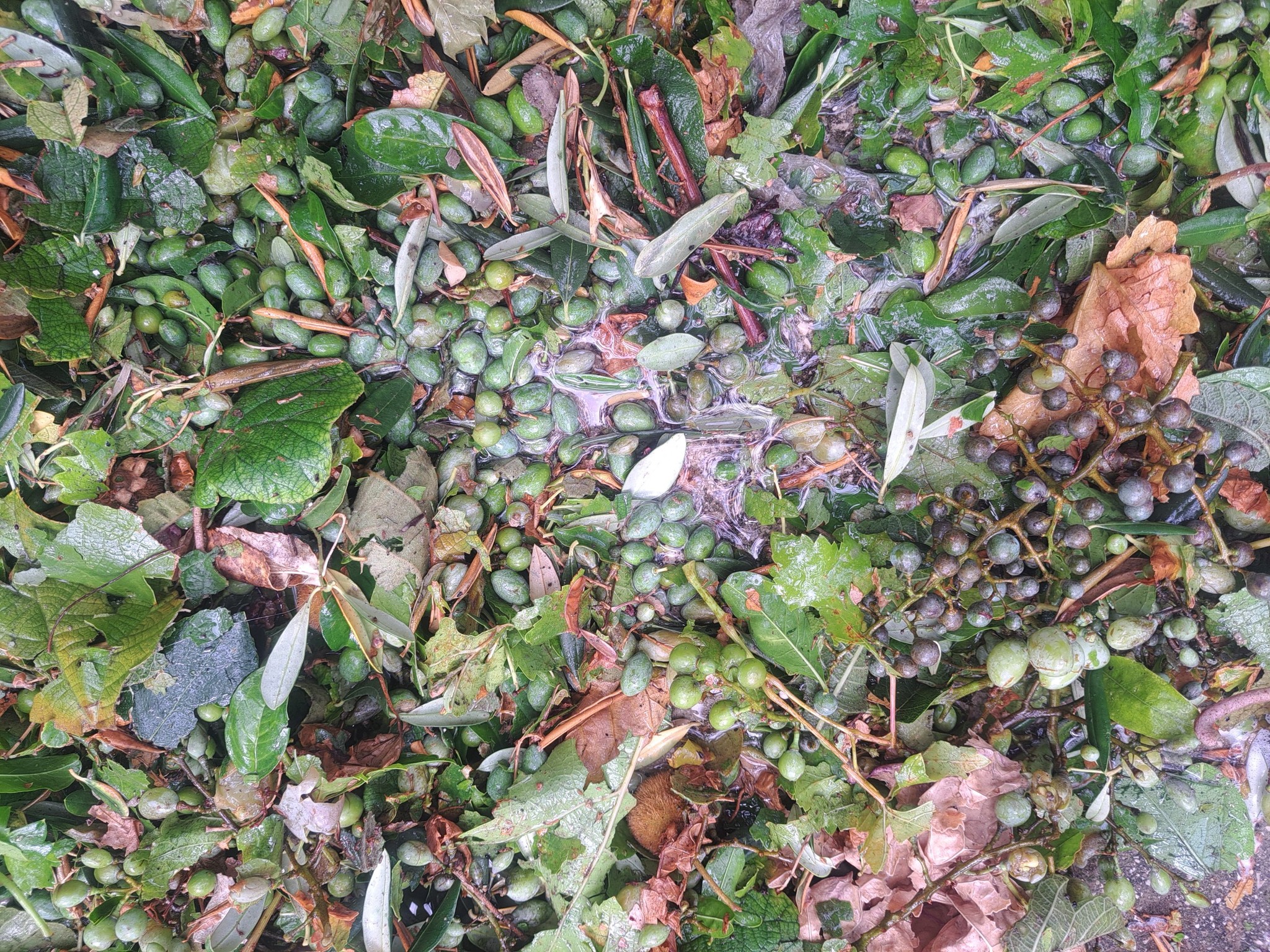 šteta nakon nevremena u Solinu