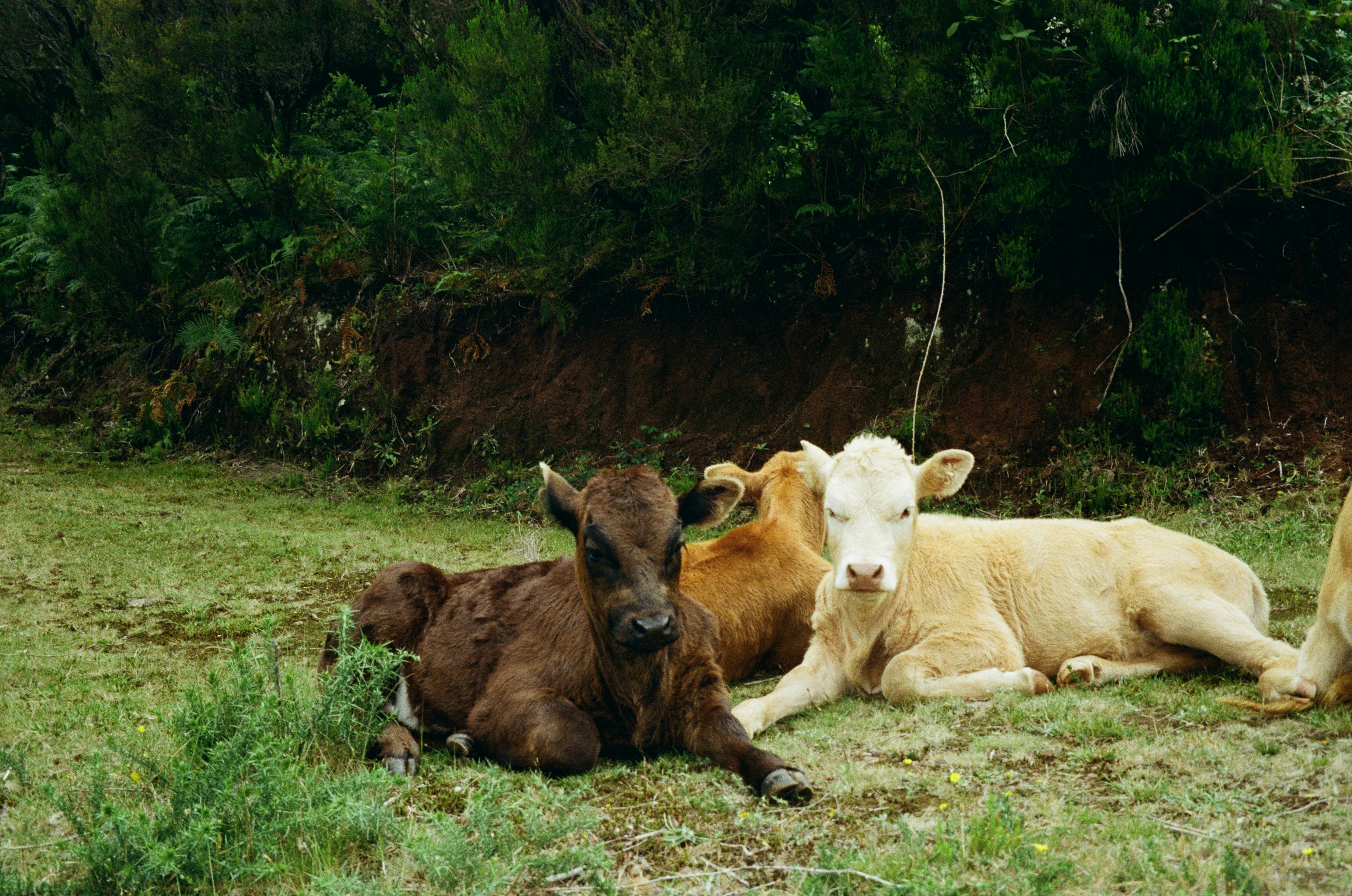 merle-hartmeyer-94S7IbklSSY-unsplash