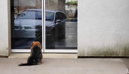 pas rijeka Srce za nju