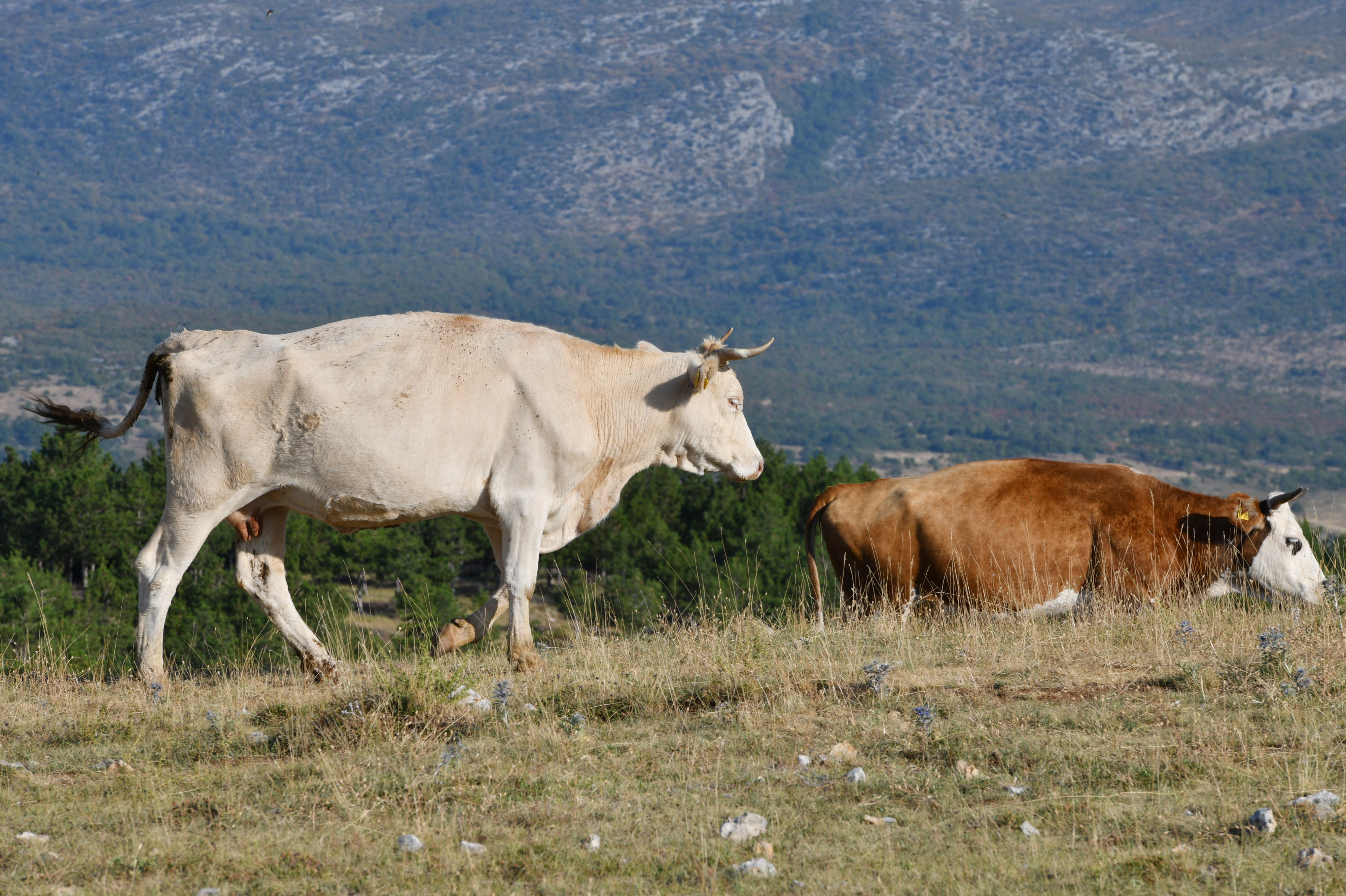 PXL krave u dalmaciji