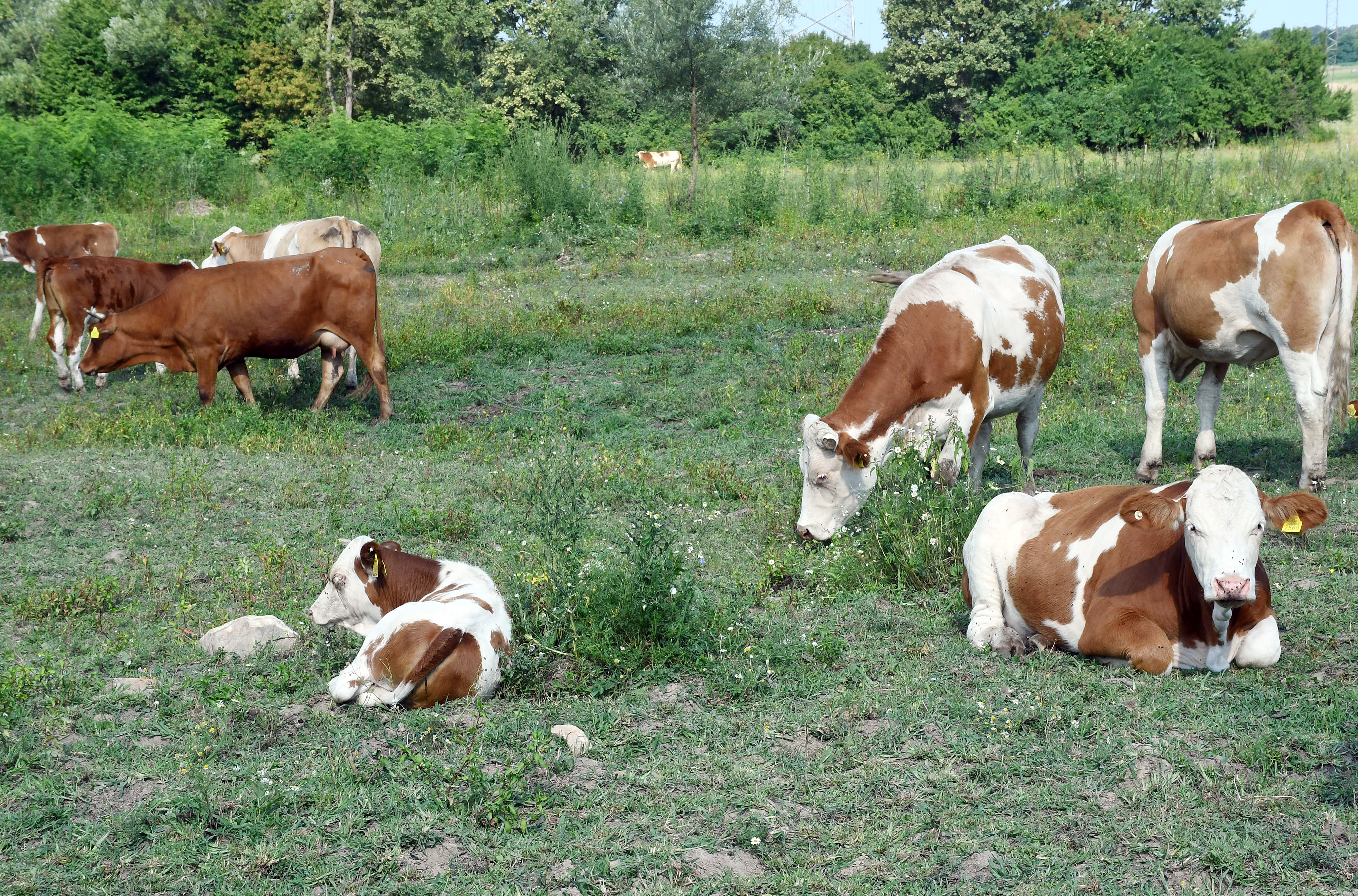 pixsell, krave bedrenica