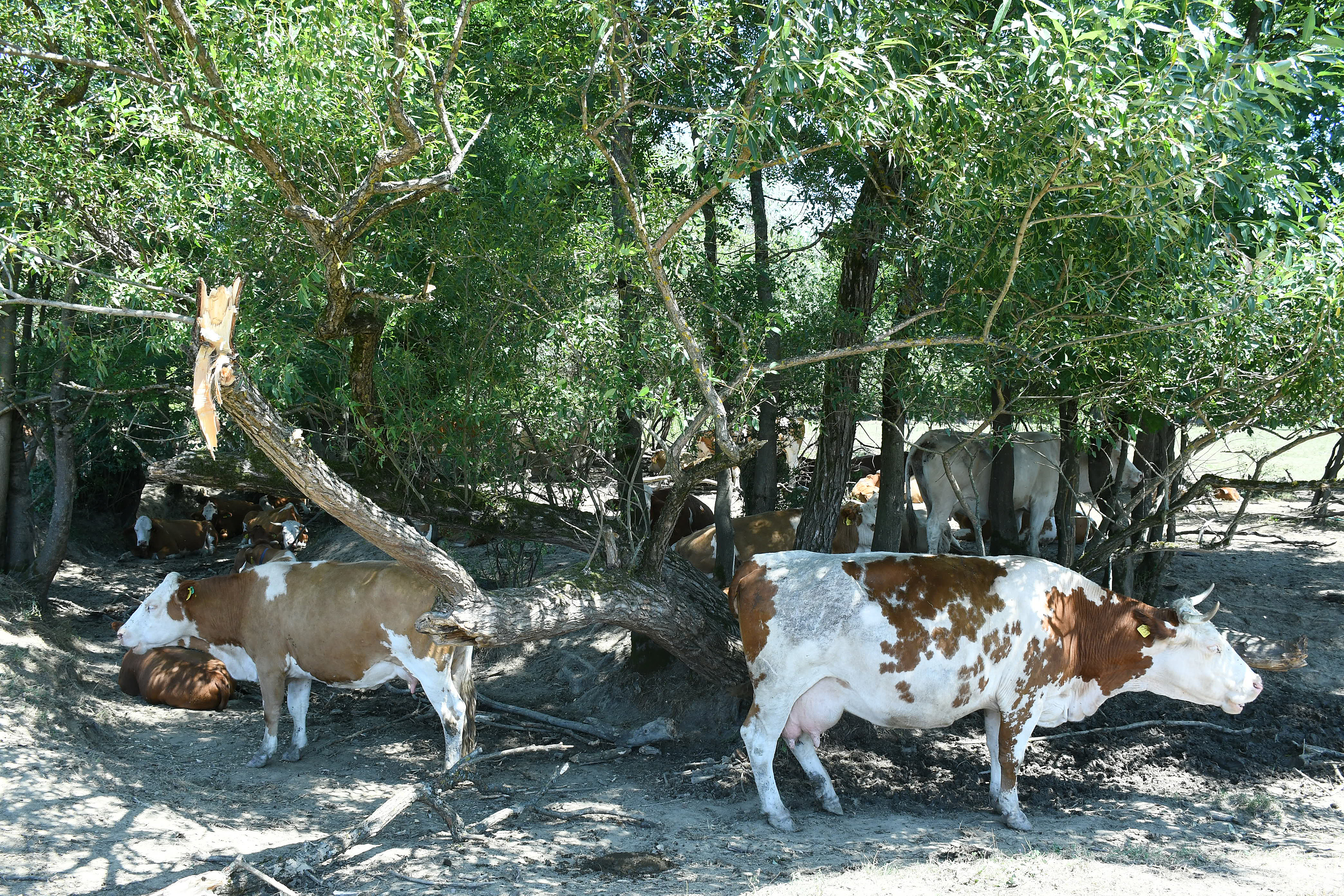 PXL U Šibensko-kninskoj županiji potvrđena još četiri slučaja bedrenice