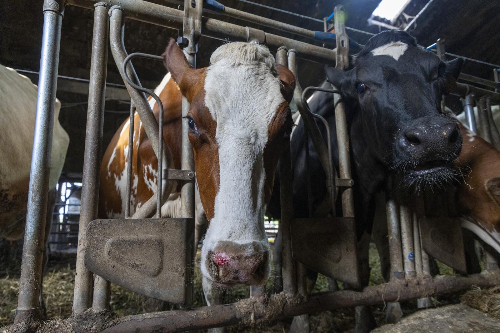 PXL bolest plavog jezika