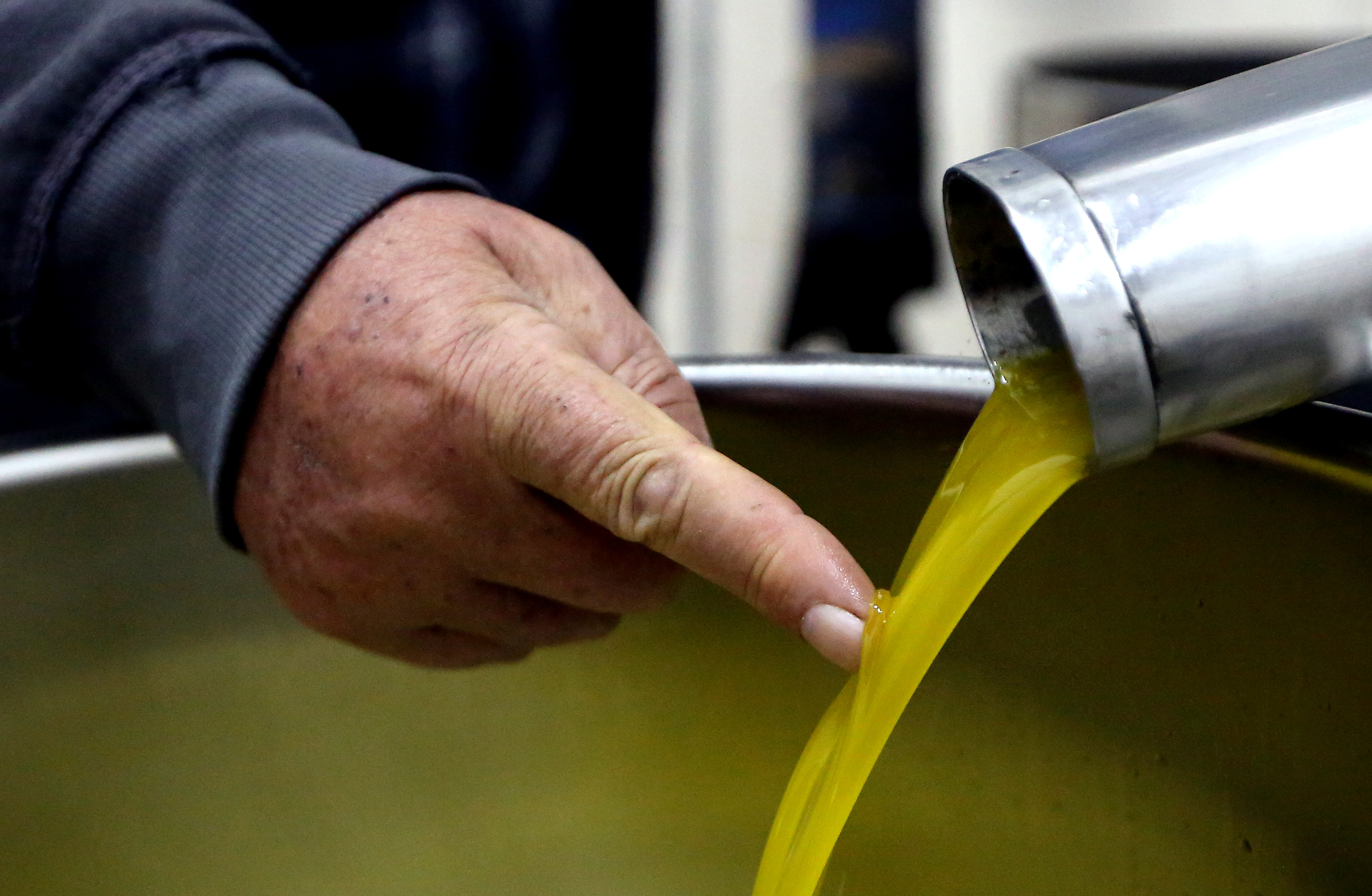 proizvodnja maslinovog ulja na tradicionalan nacin u Primoštenskom kraju