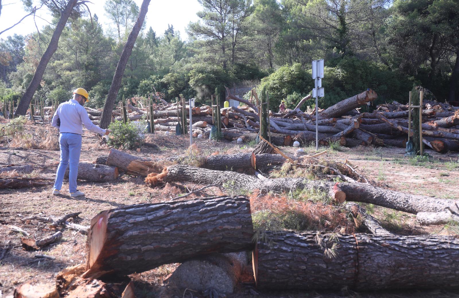 31.07.2025., Split - Gradski vijecnici u drustvu medija i celnika grada uz strucno vodstvo obisli devastiran Park sumu Marjan. Photo: Ivo Cagalj/PIXSELL