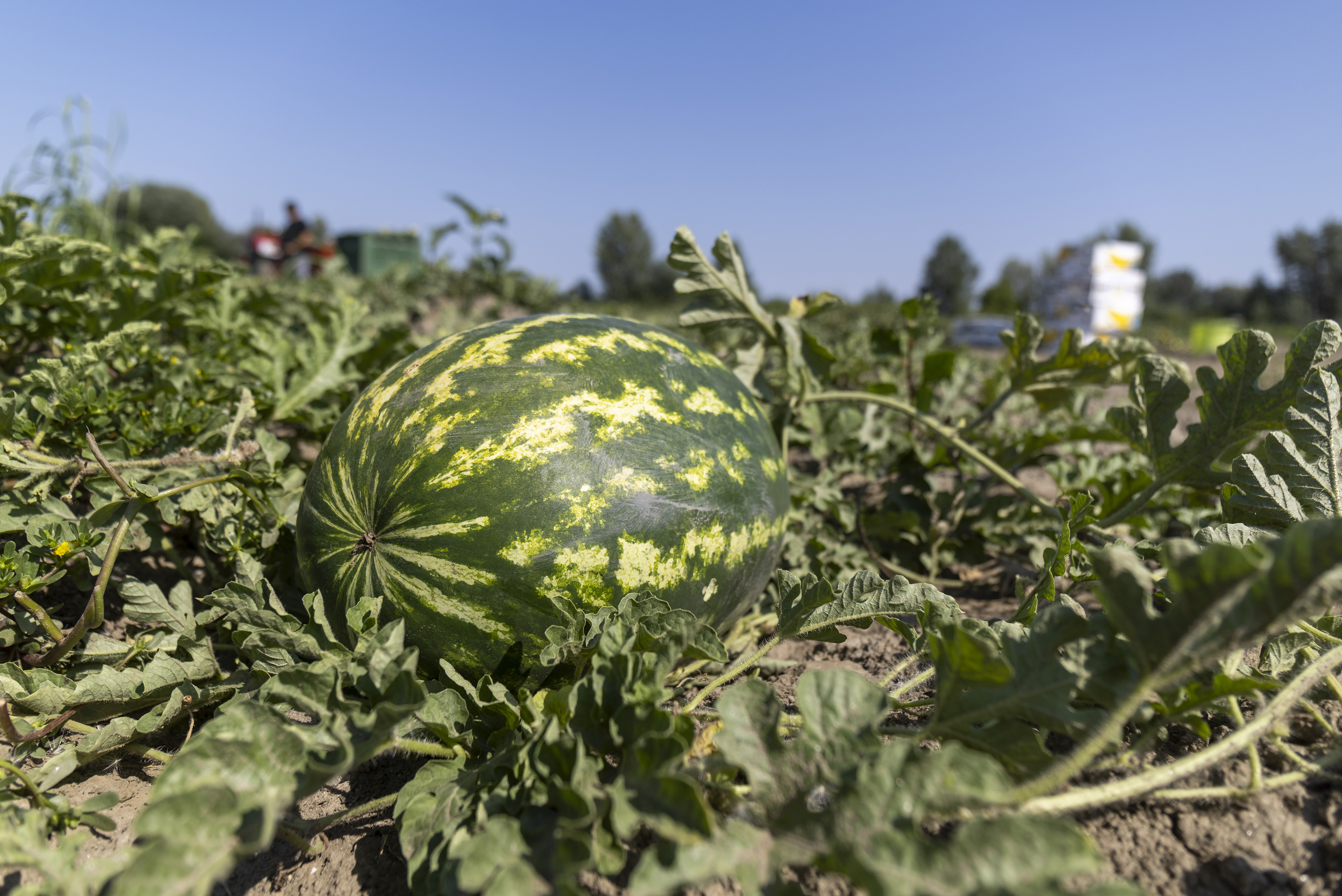 PXL_120825_136671337