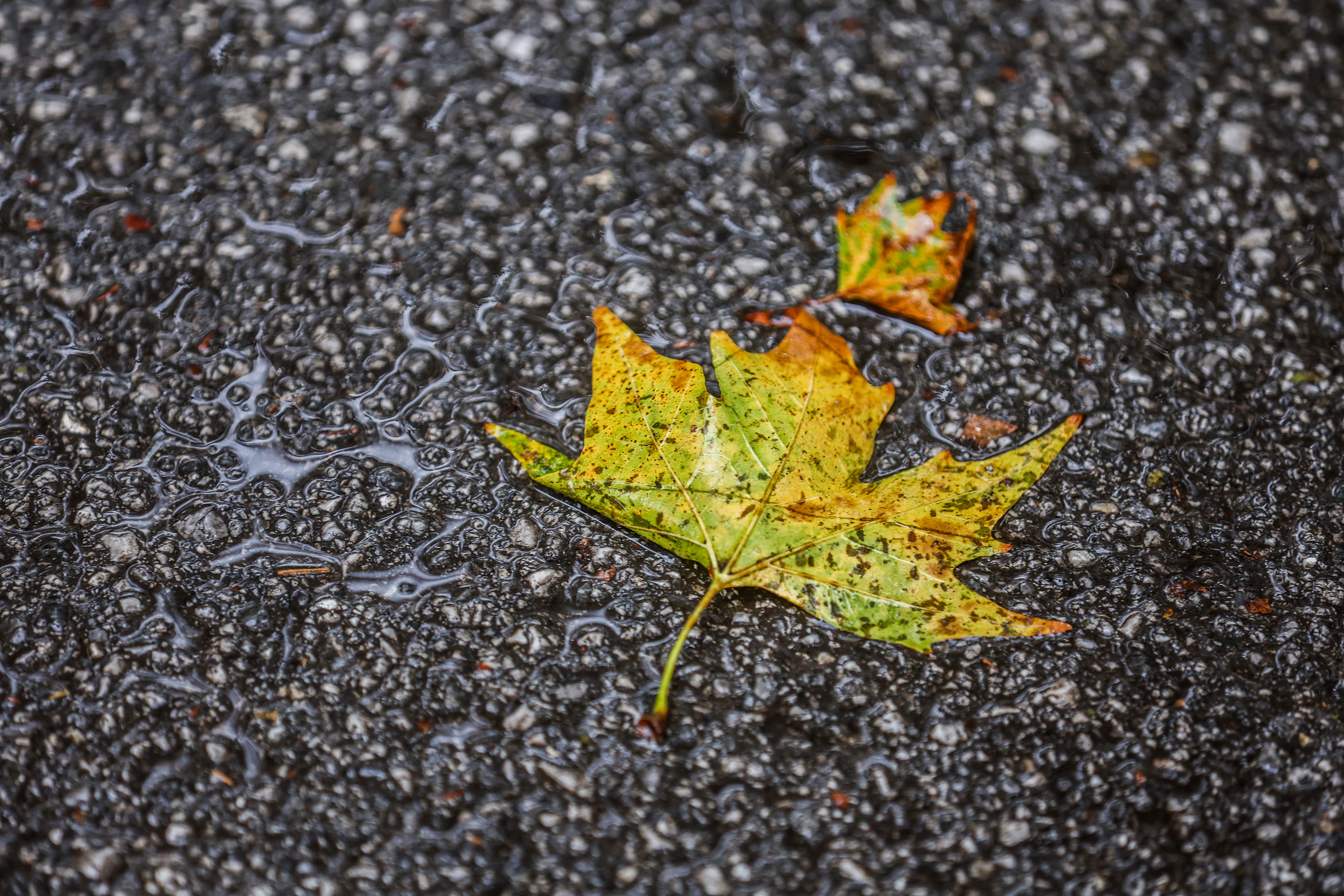 17.08.2025., Zagreb - Nakon dugog i suncanog razdoblja sa izrazito visokim temperaturama u Zagrebu je danas pao pravi ljetni pljusak koji je iznenadio mnoge zagrepcane te bar malo rashladio temperaturu. Photo: Slavko Midzor/PIXSELL