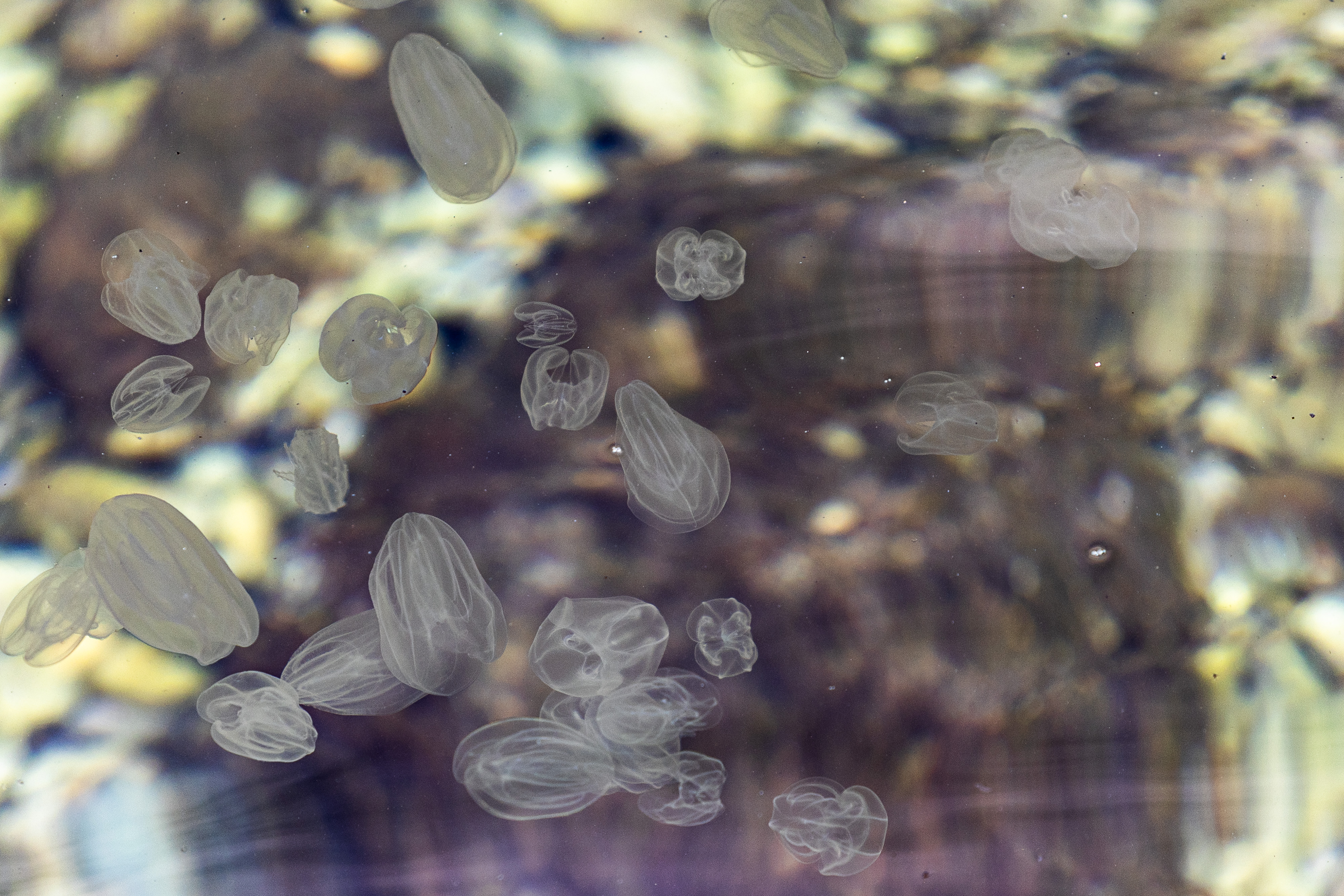 22.08.2025., Pula-Plaze zapadne Istre ovih su dana pune Rebrasa.