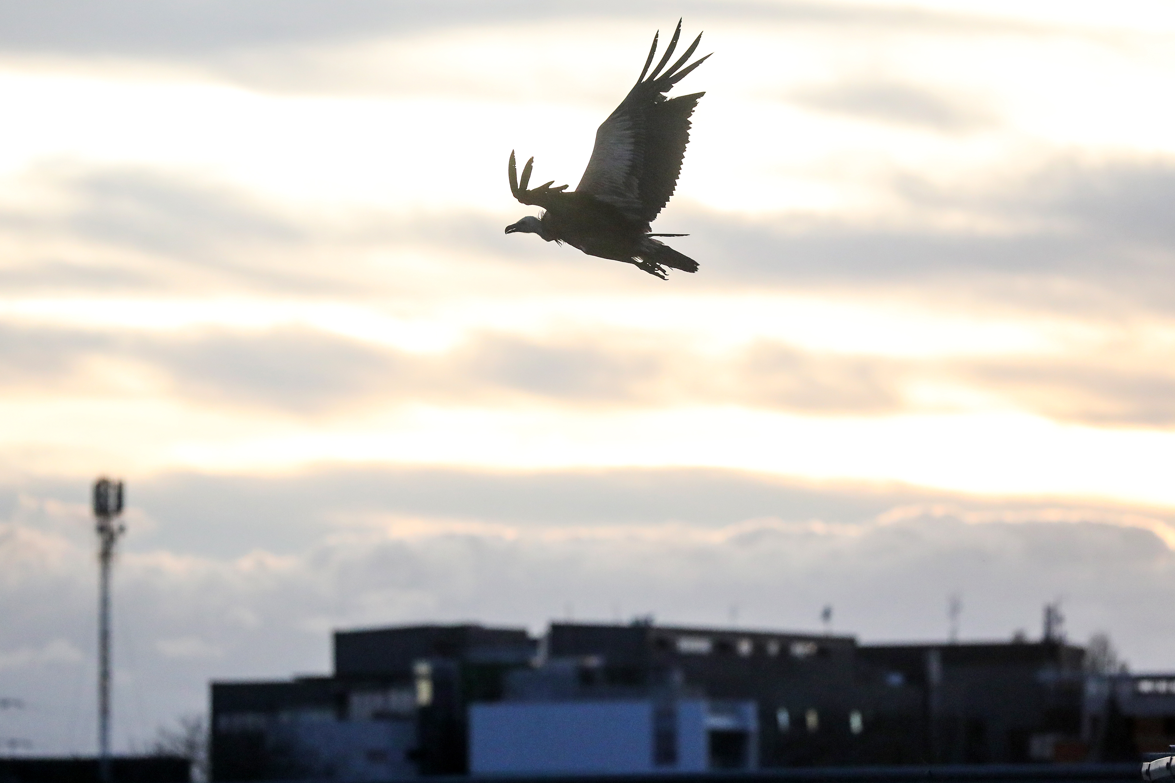 29.10.2023., Zagreb - Bjeloglavi sup sletio je na dio auto-ceste Zagreb-Sisak izmedju cvorova Buzin i Odra u smjeru Siska. Photo: Zeljko Hladika/PIXSELL