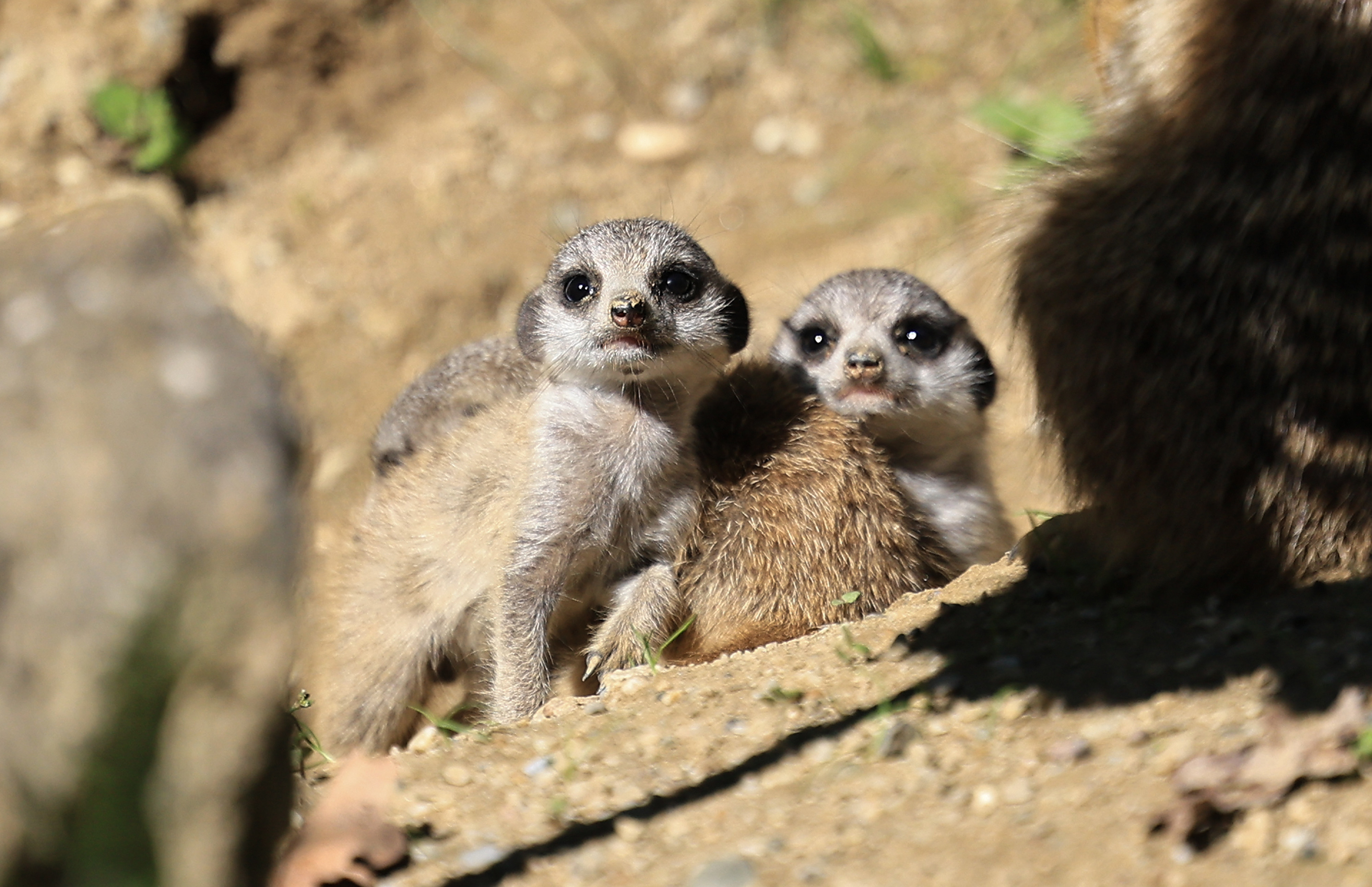 19.09.2025., Zagreb - U zagrebackom ZOO vrtu, u nastambi Merkata na svijet su dosle bebe merkati. Photo: Marko Prpic/PIXSELL