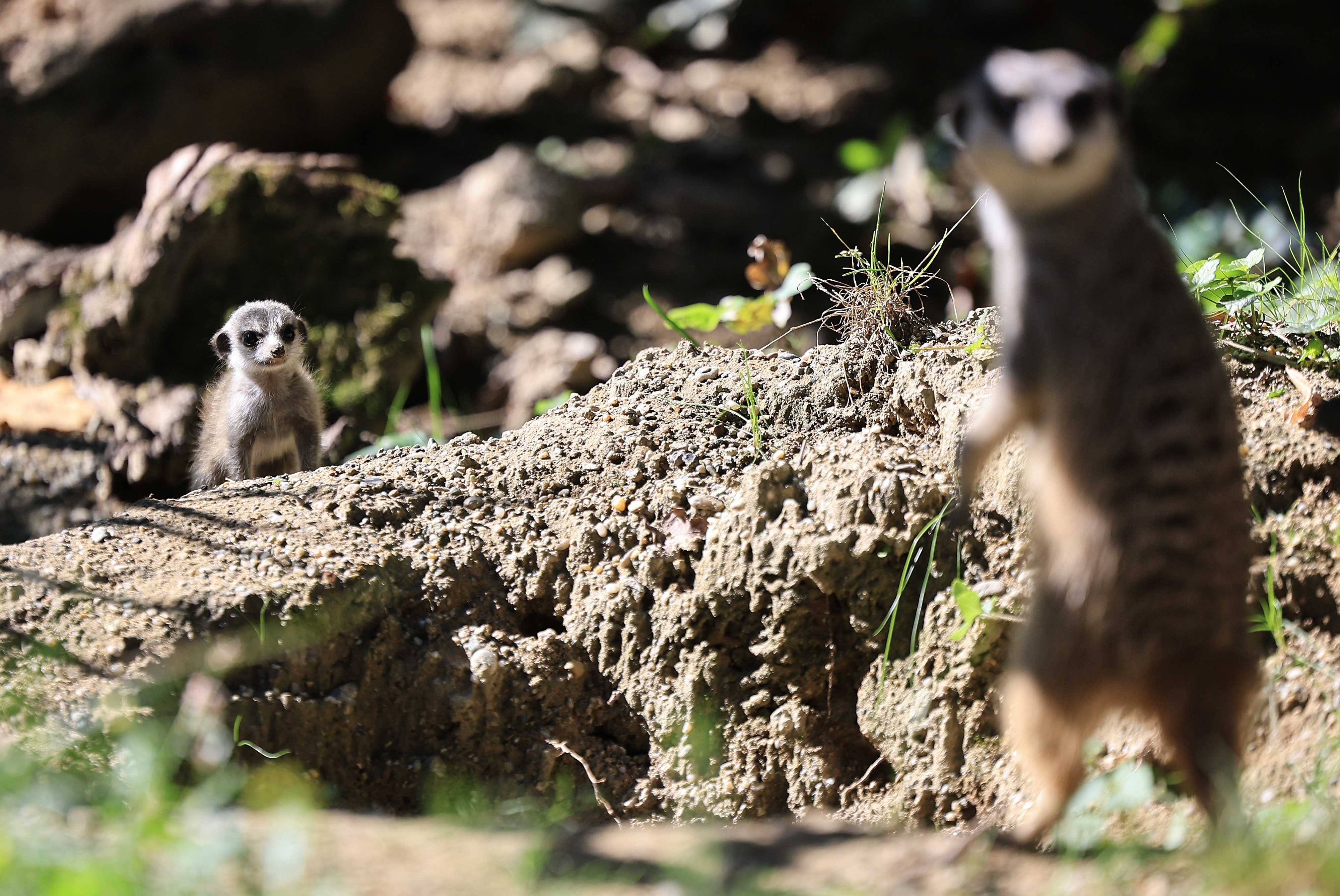 19.09.2025., Zagreb - U zagrebackom ZOO vrtu, u nastambi Merkata na svijet su dosle bebe merkati. Photo: Marko Prpic/PIXSELL