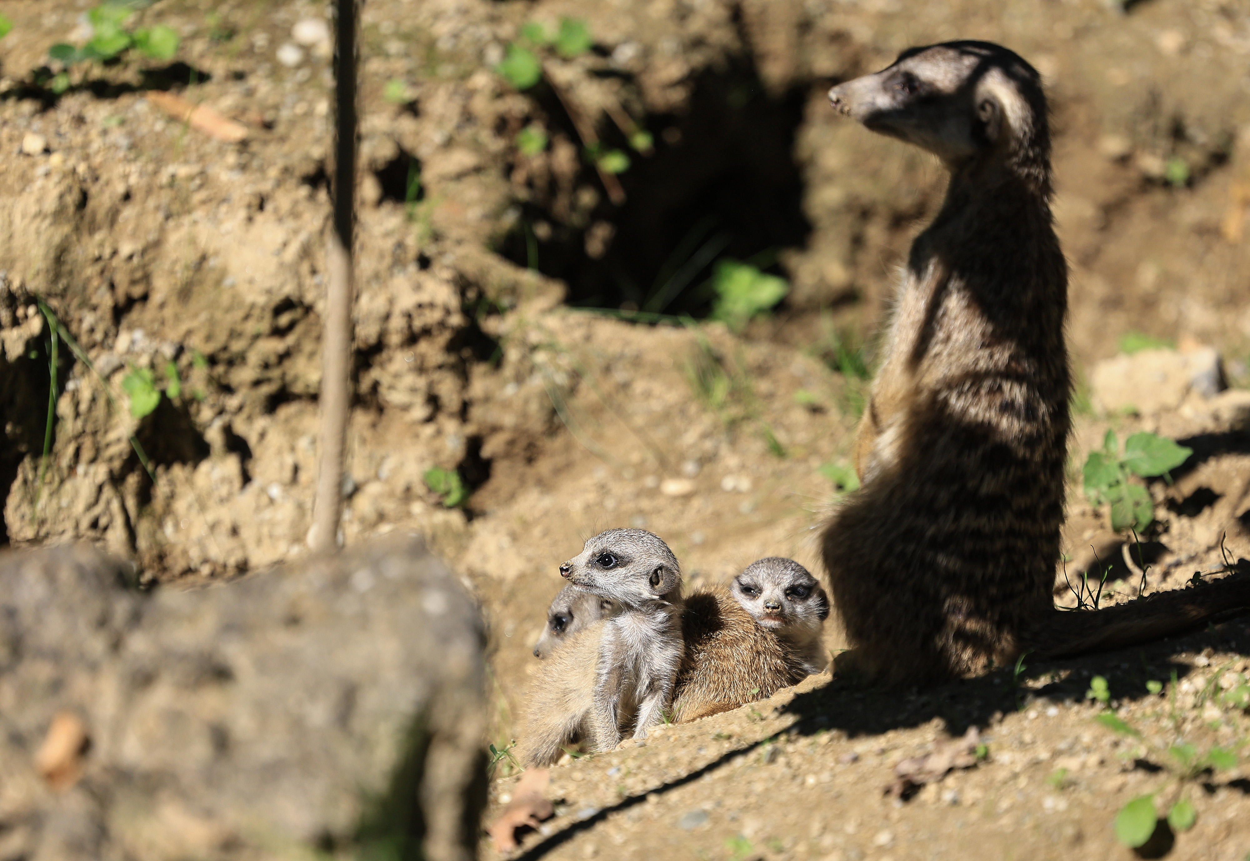 19.09.2025., Zagreb - U zagrebackom ZOO vrtu, u nastambi Merkata na svijet su dosle bebe merkati. Photo: Marko Prpic/PIXSELL