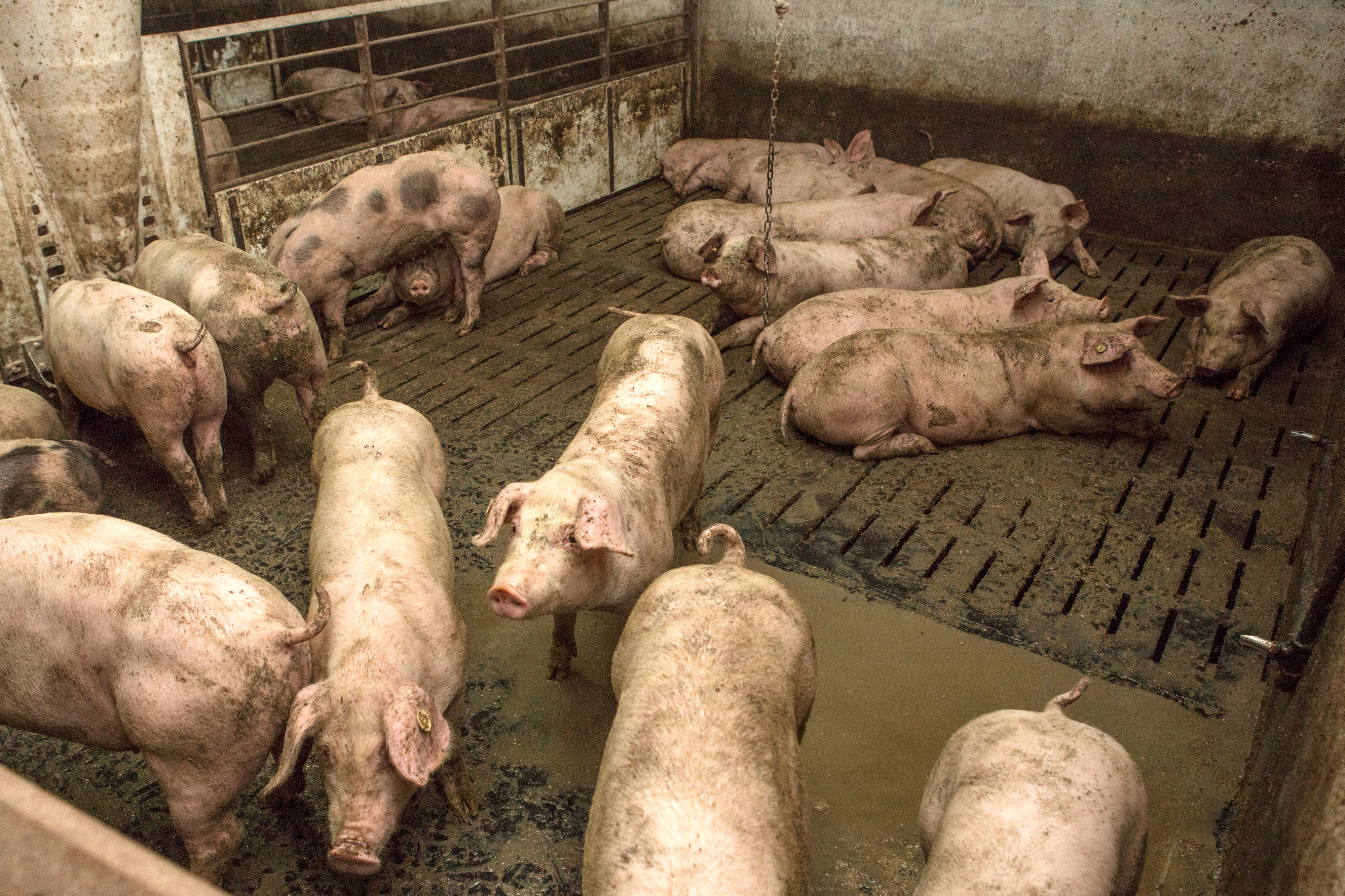 13.10.2017., Tordinci - Farma svinja, vlasnika Darija Periskica."nPhoto: Dubravka Petric/PIXSELL"n"n"n"n"n