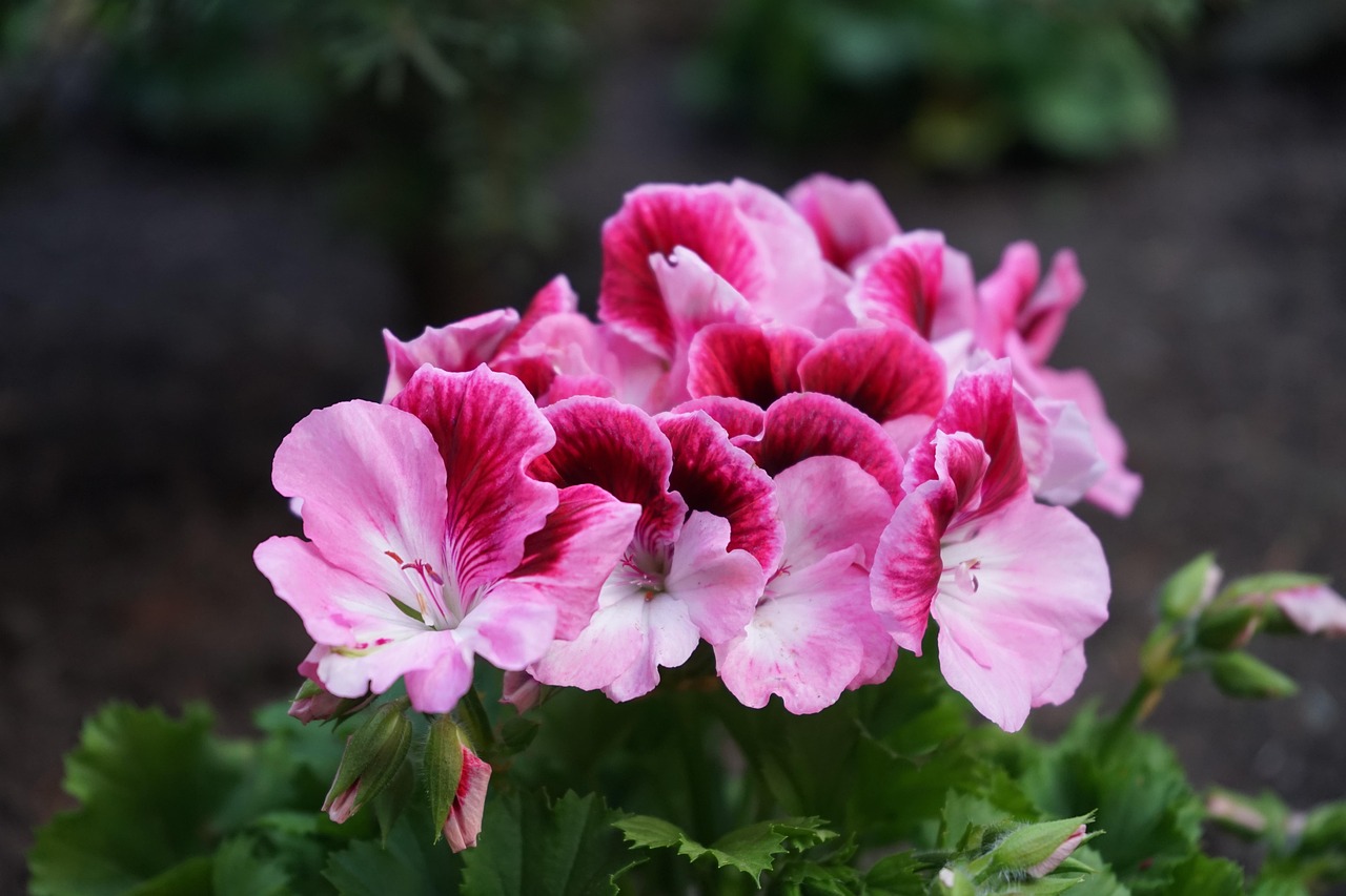 Pelargonija