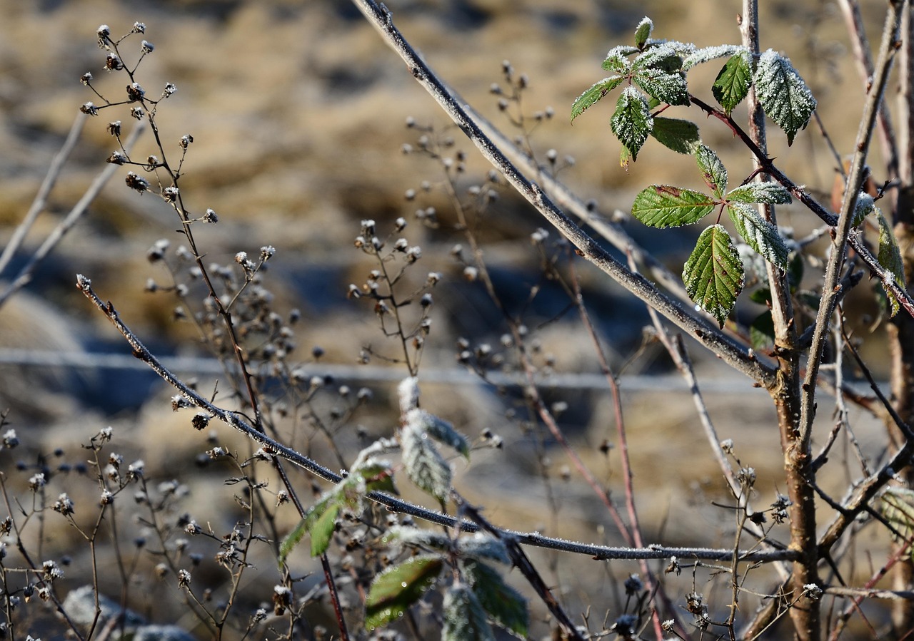 zima i mraz u prirodi