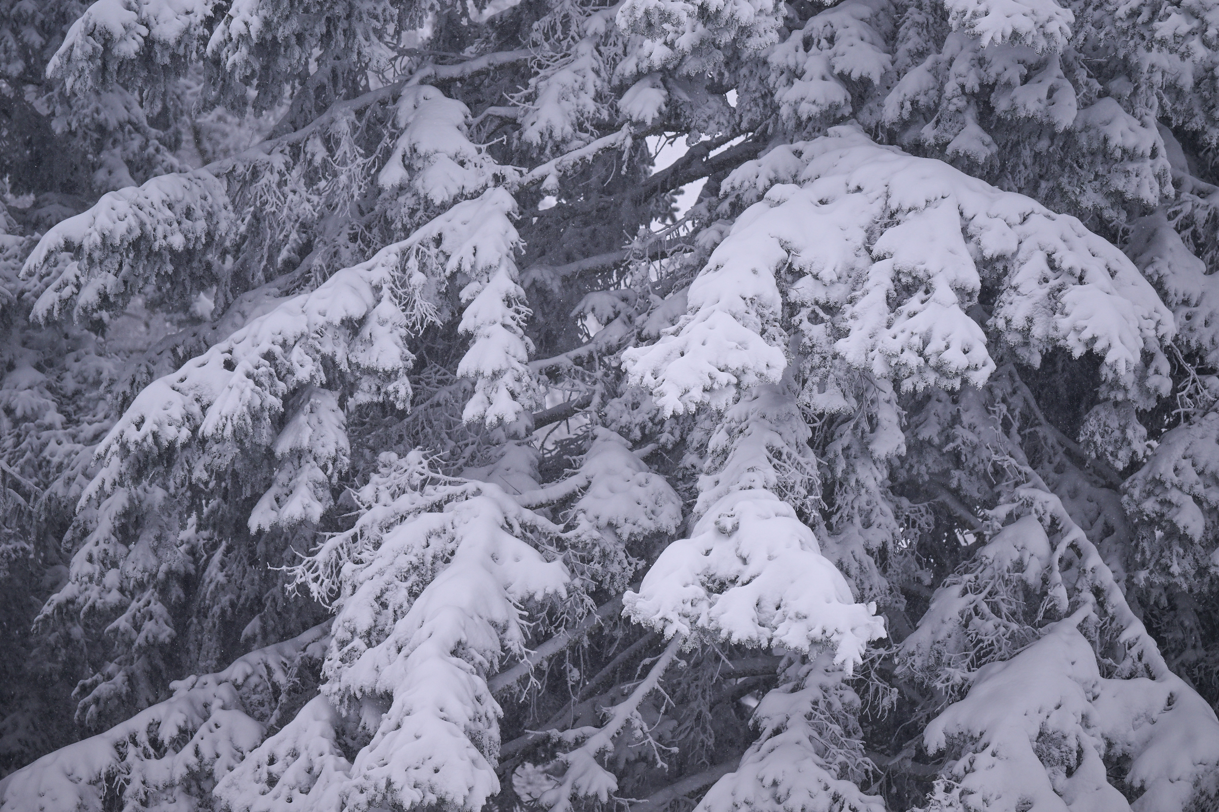 06.01.2026., Zagreb - Gradjani uzivaju u neradnom danu na Sljemenu. Photo: Igor Soban/PIXSELL