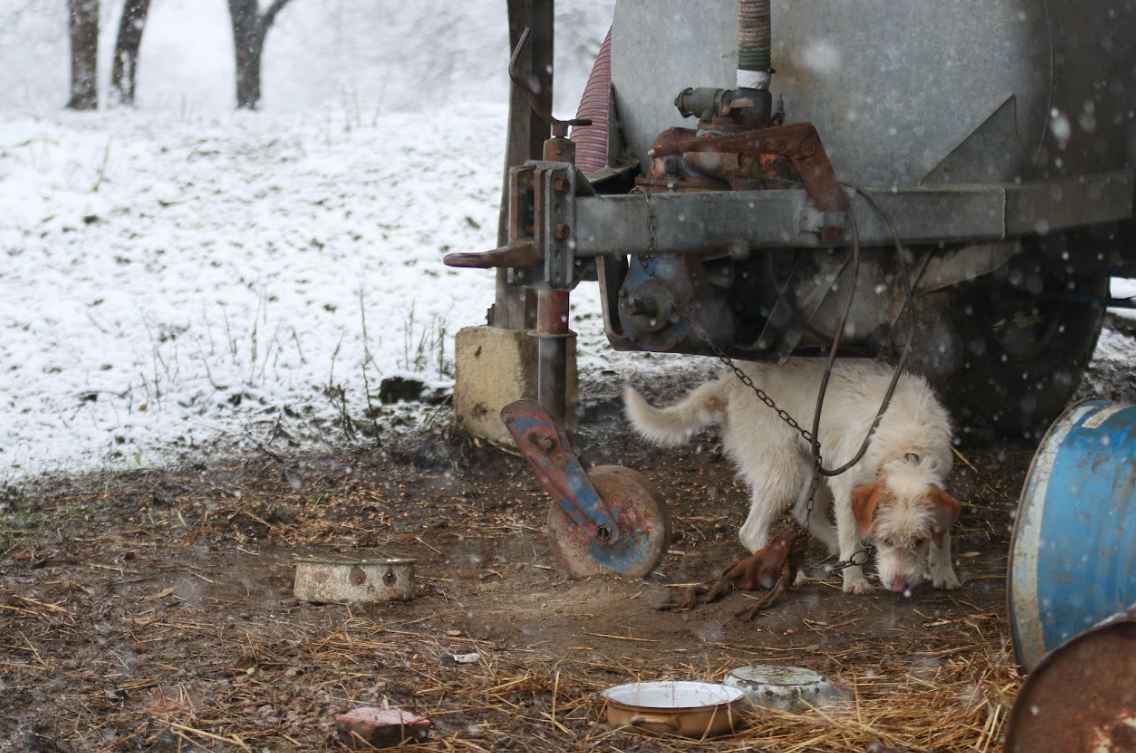 Helping Animals / Prijatelji životinja