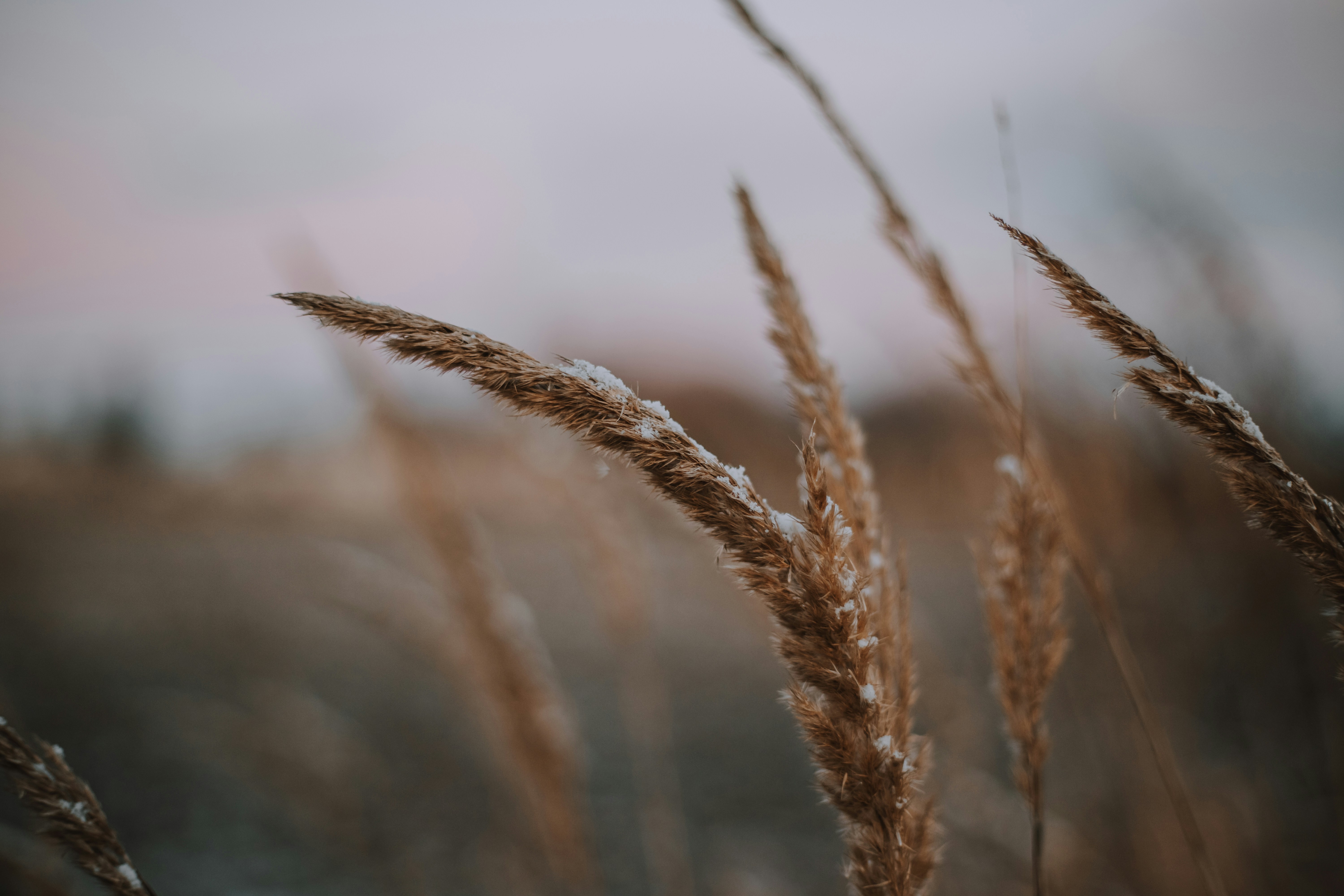 pšenica pod snijegom