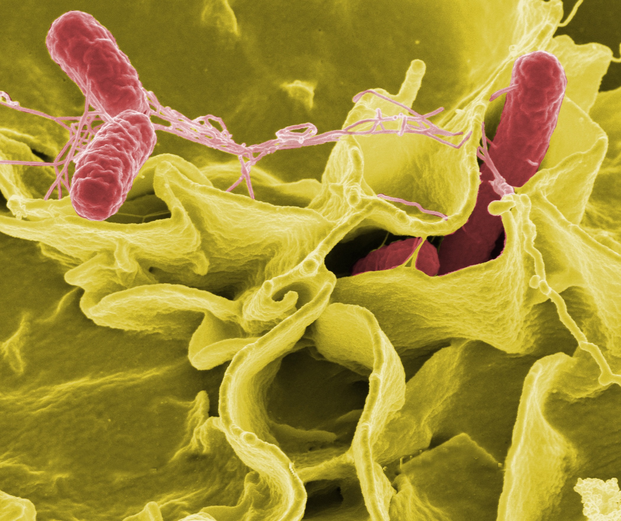 wikiimages-bacteria-67659