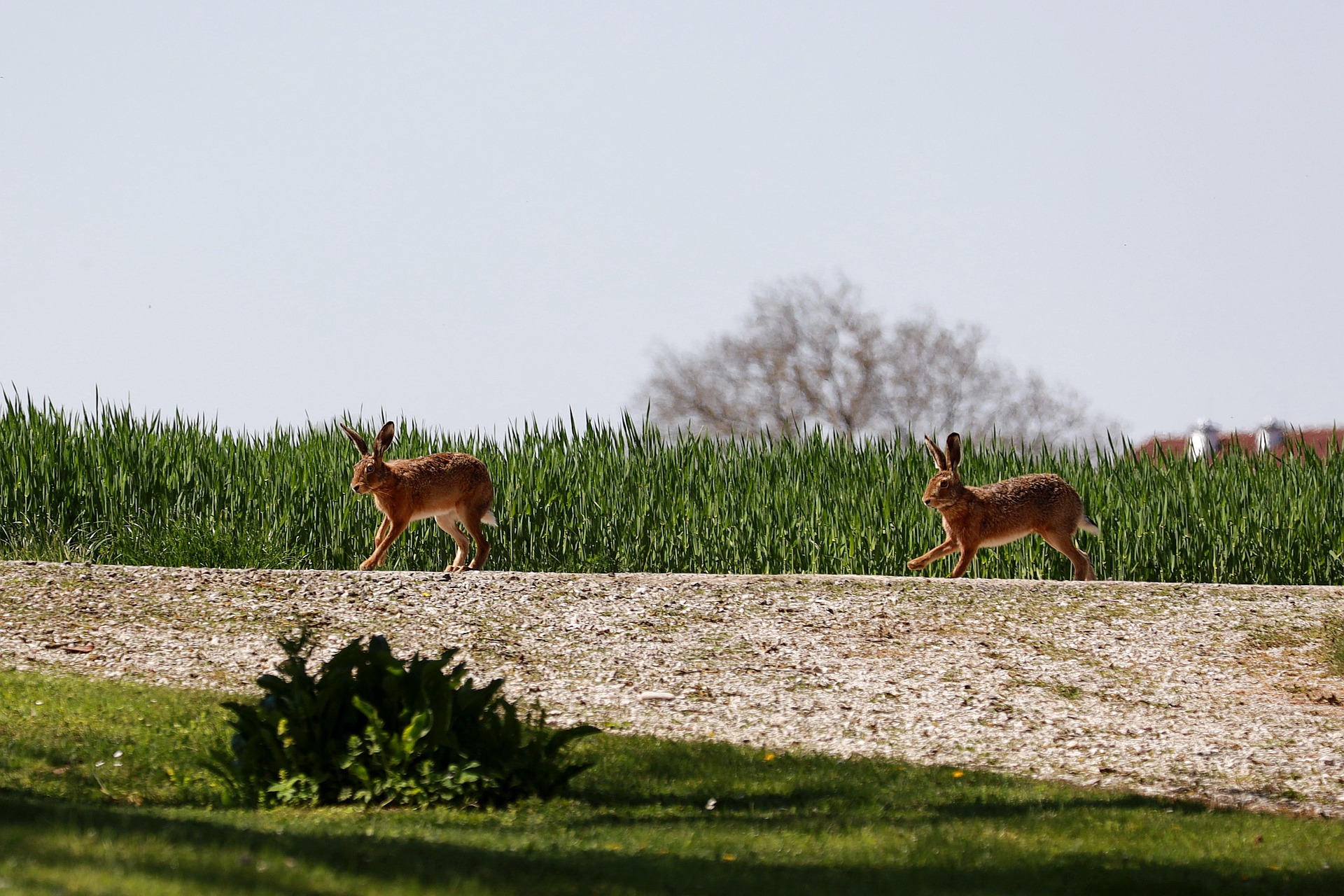 pixabay zečevi