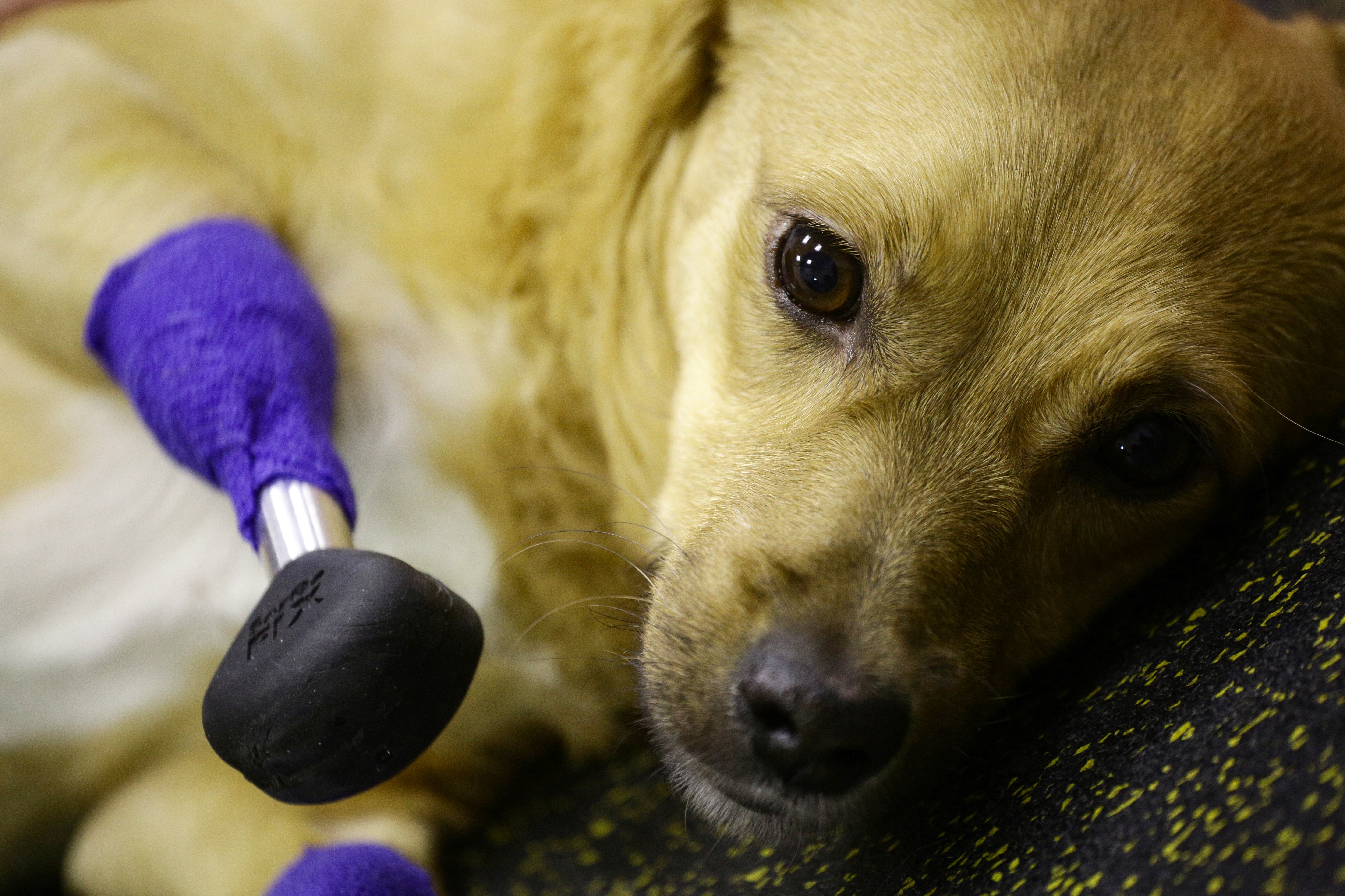 A picture shows Monika, an amputee dog with four artificial limbs, at a veterinary clinic in Novosibirsk on November 19, 2021. Rescued by volunteers, a Russian dog called Monika is ready to start a new life after her four paws were fitted with