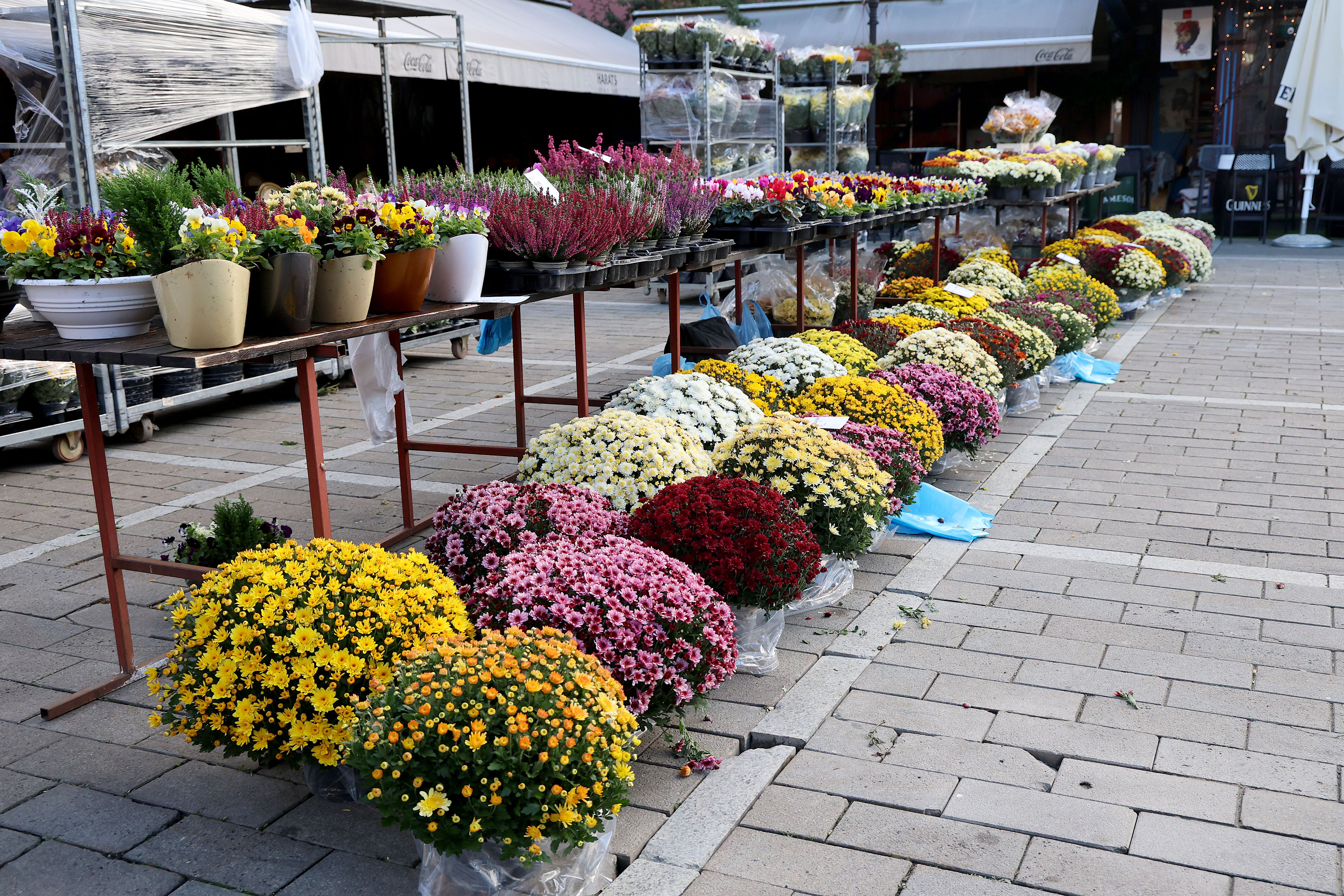 26.10.2026., Zagreb - Tradicionalno u tjednu koji prethodi blagdanu Svih svetih bogata je ponuda cvijeca