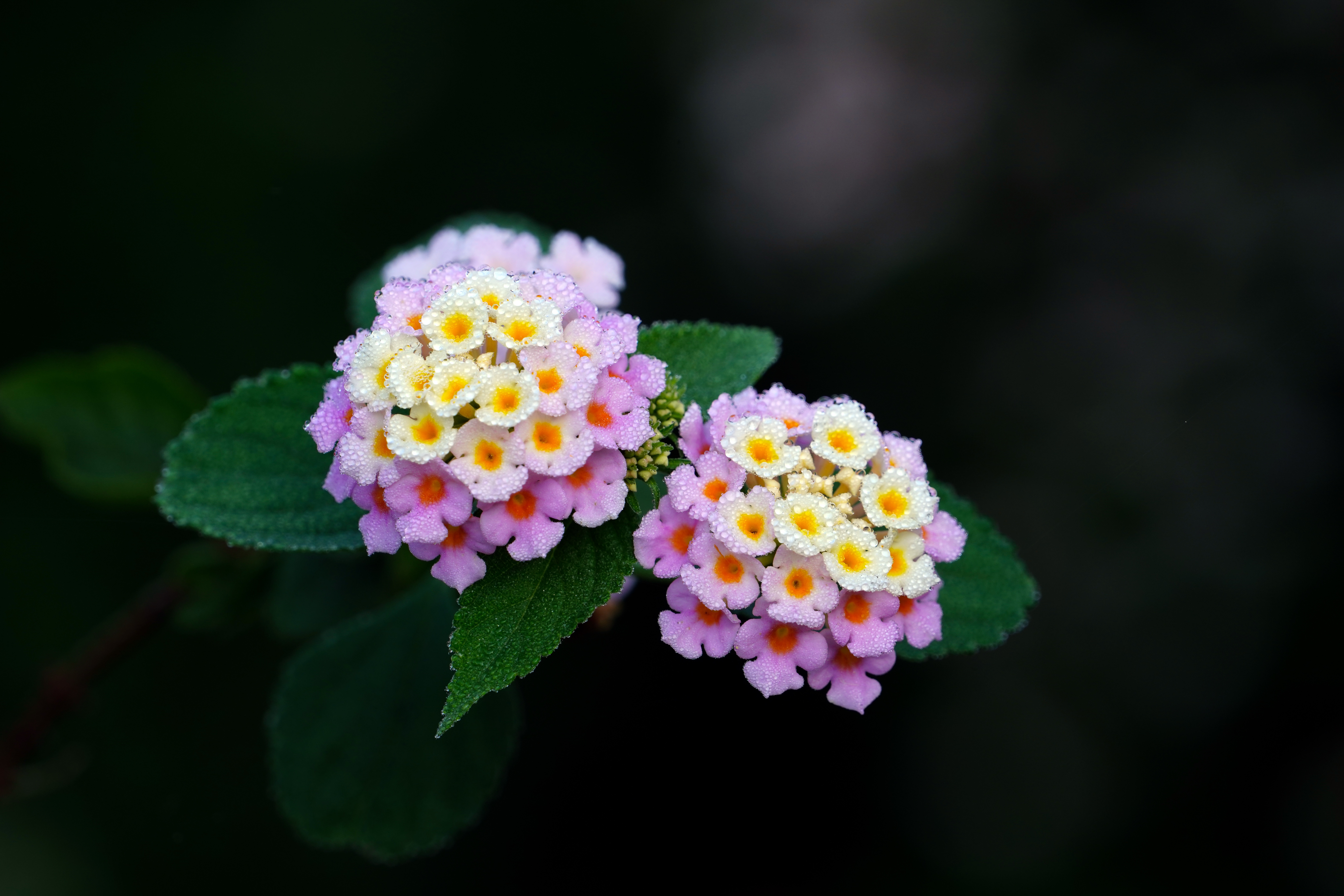 Lantana