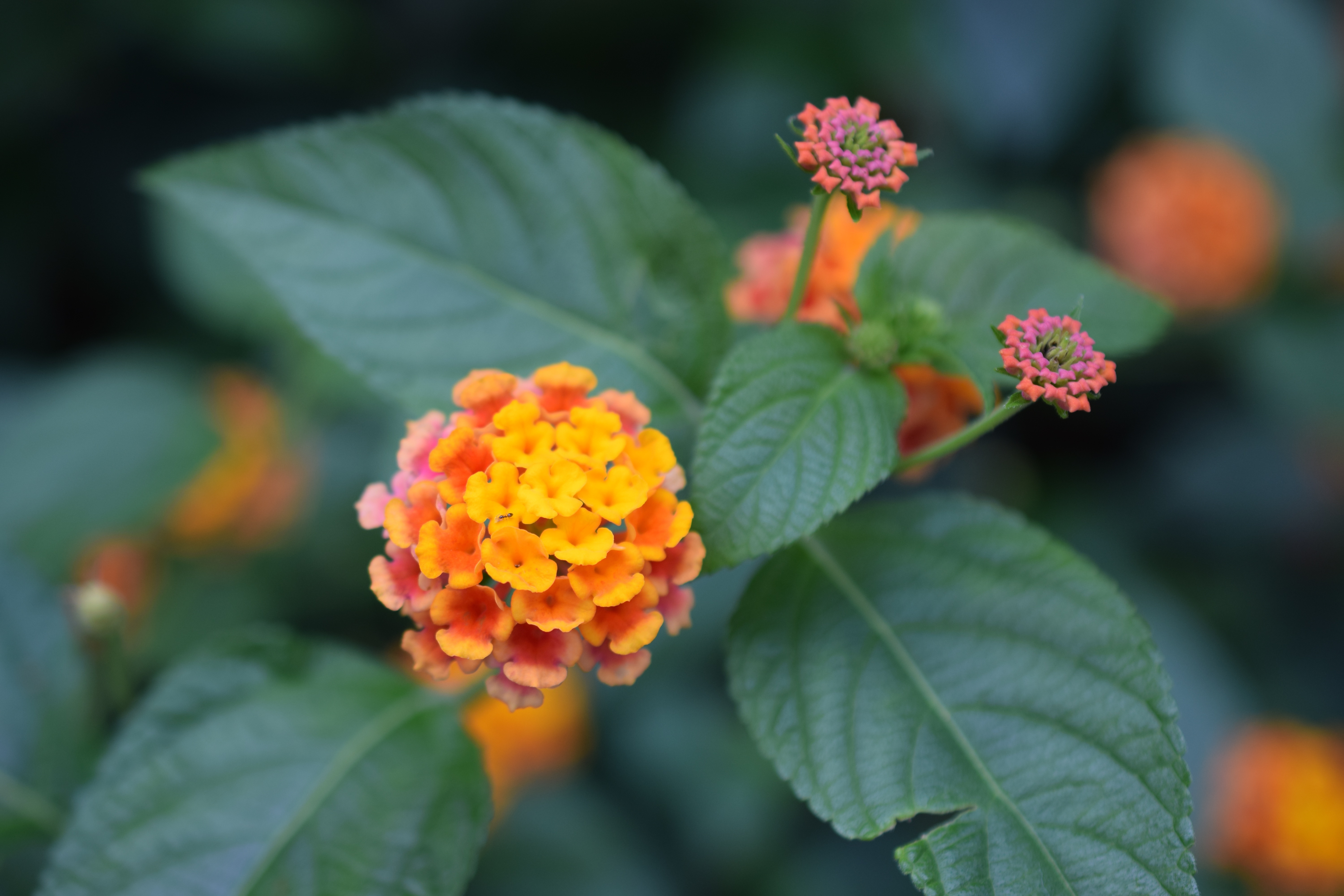 Lantana